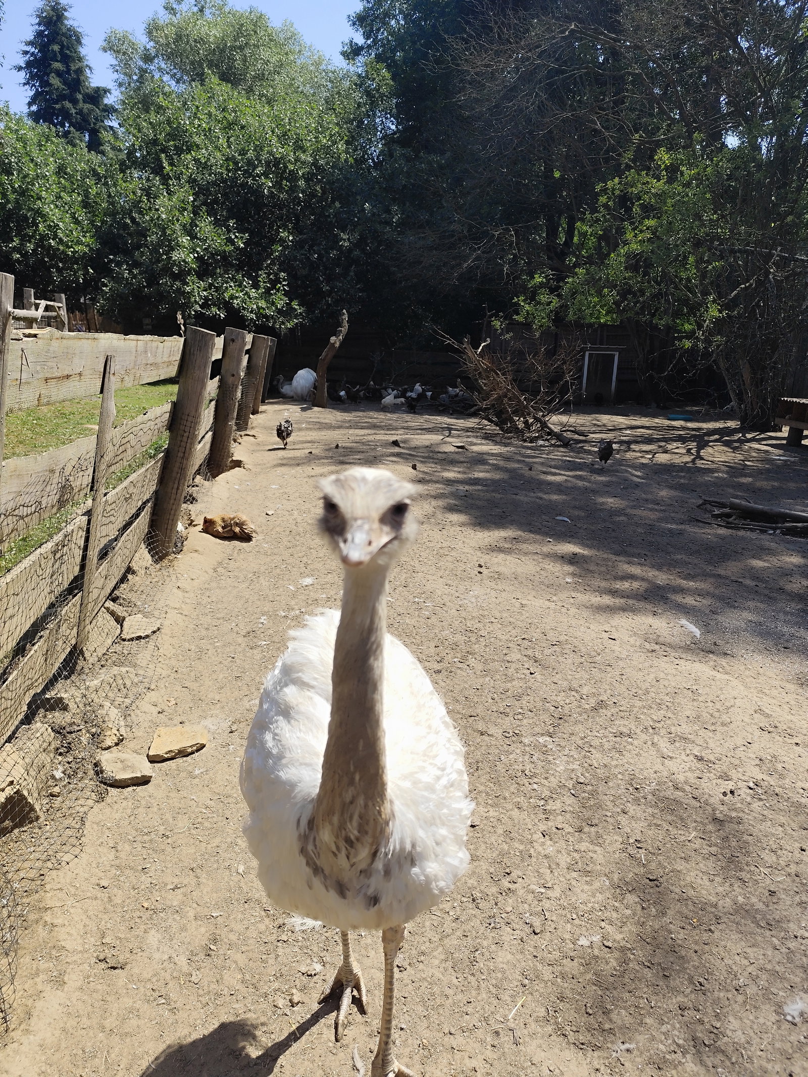Rodinný zookoutek Nová Říše – zoo a farmy, Vápovice – fotka 13