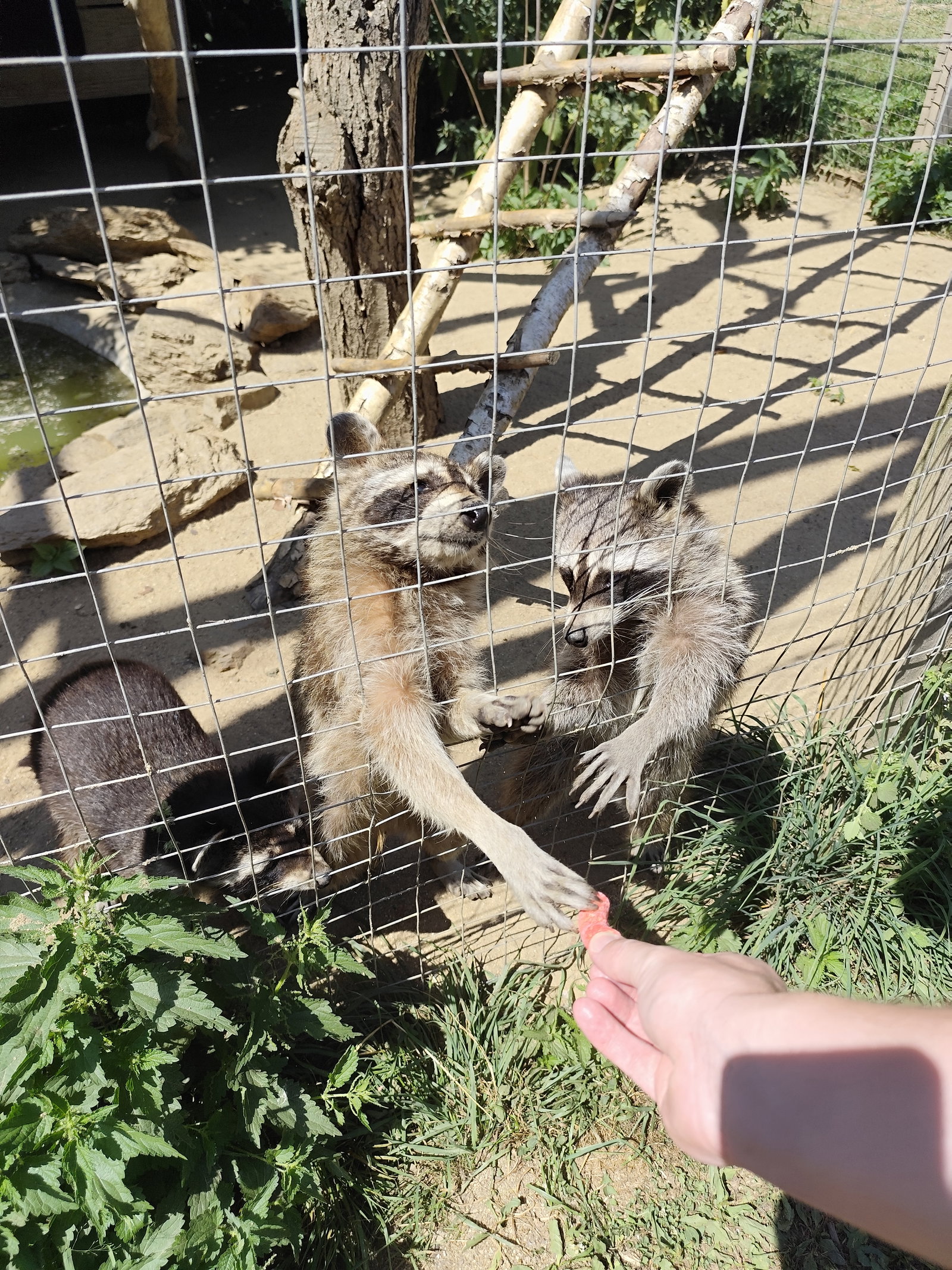 Rodinný zookoutek Nová Říše – zoo a farmy, Vápovice – fotka 15