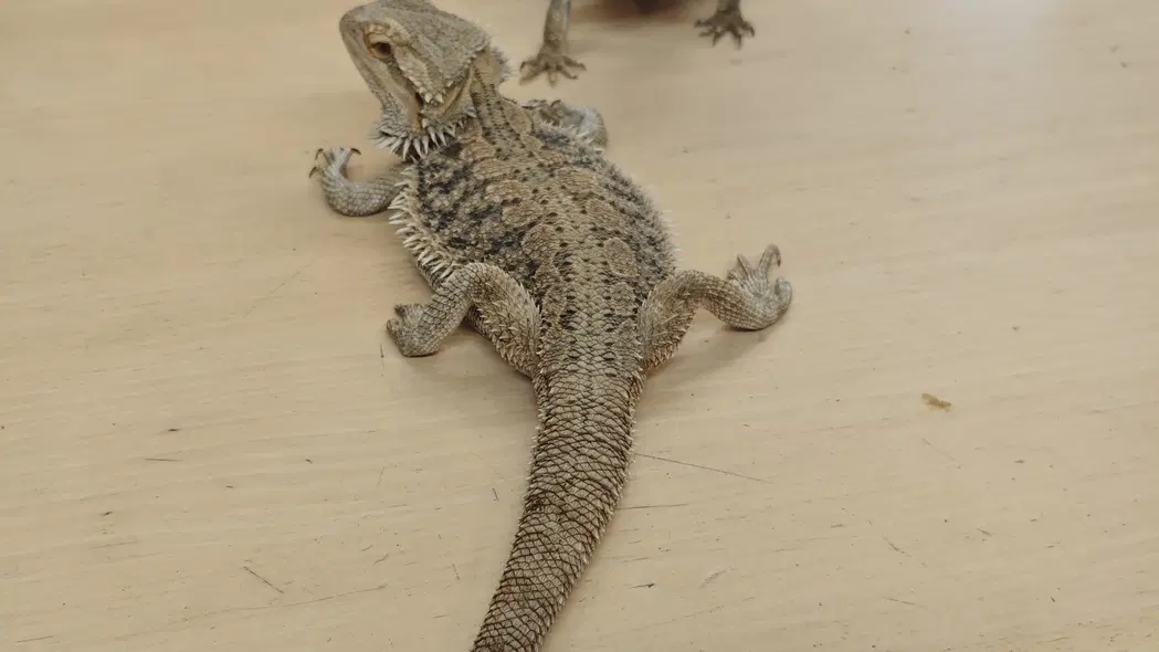Přírodovědná stanice Horažďovice – zoo a farmy, Horažďovice