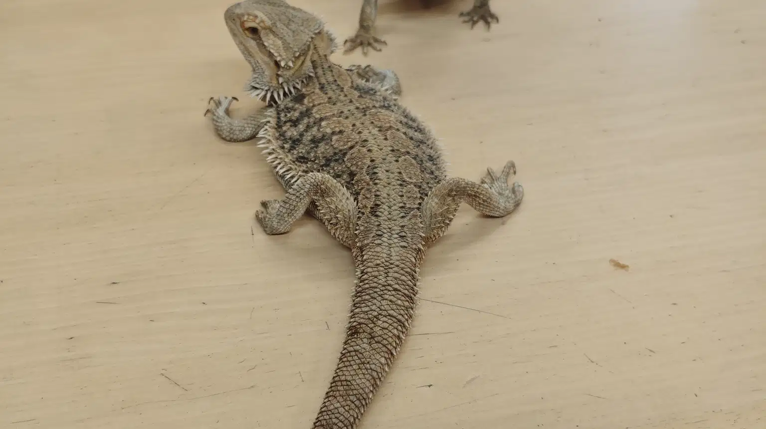 Přírodovědná stanice Horažďovice – zoo a farmy, Horažďovice