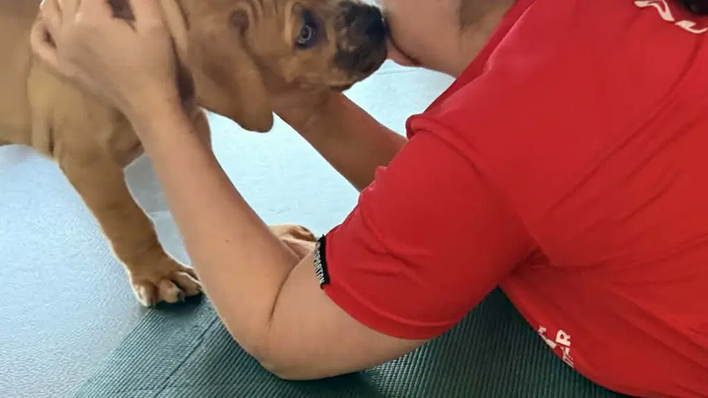 Petsyoga – sportoviště, Brno