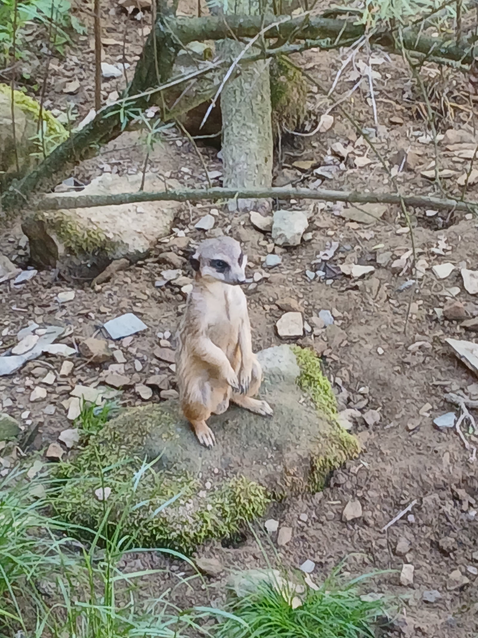 ZOO Olomouc – zoo a farmy, Olomouc – fotka 8