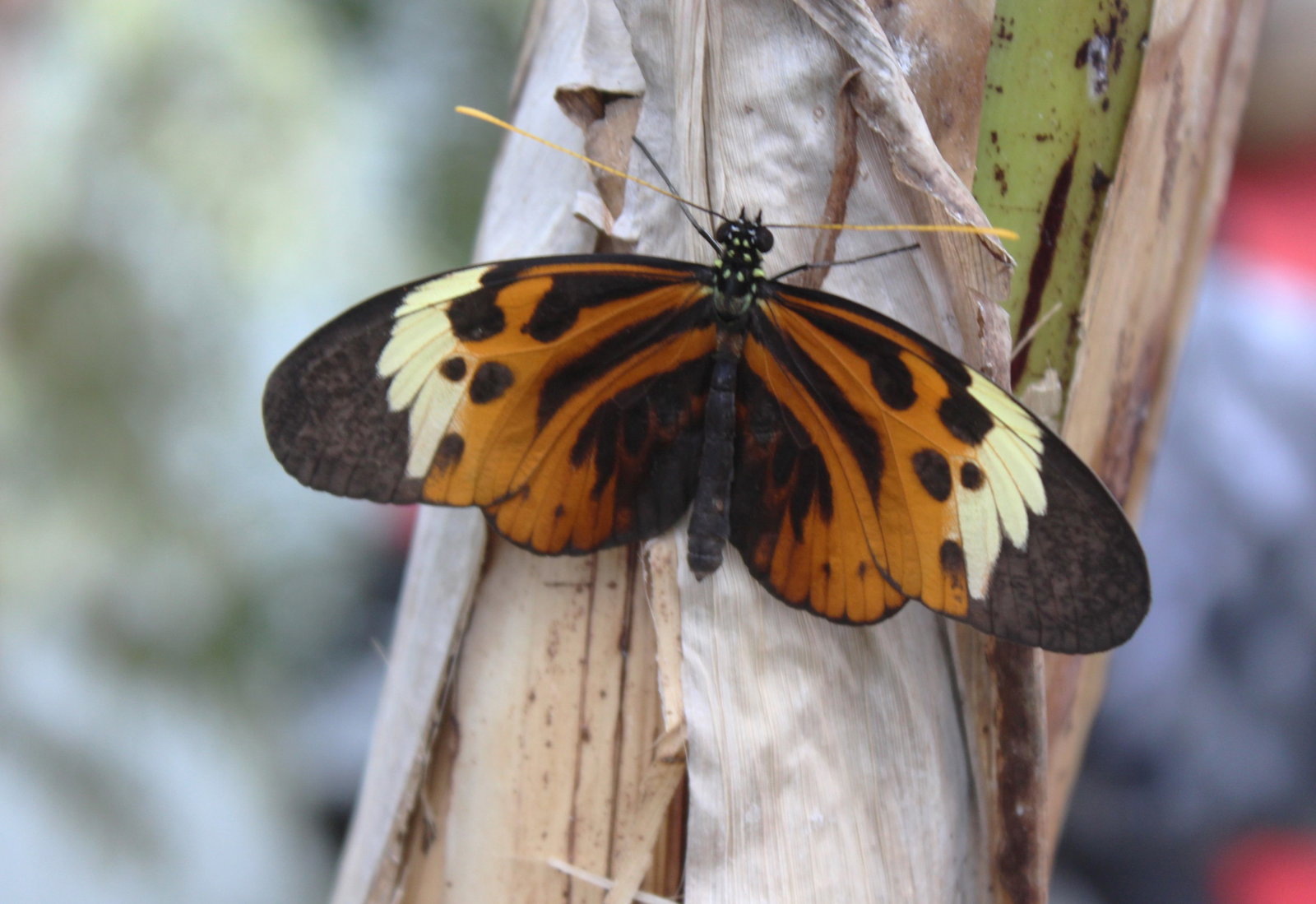 Arboretum Nový Dvůr – příroda, Stěbořice – fotka 5