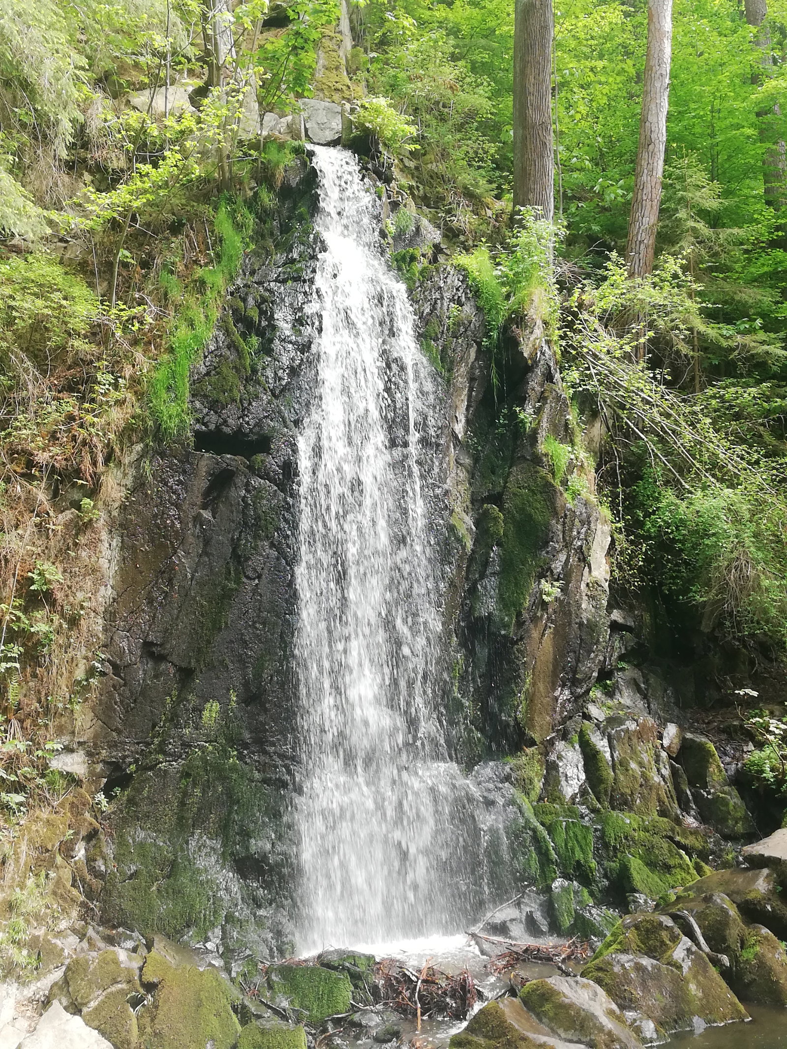 Tereziino (Terčino) údolí – příroda, Nové Hrady – fotka 2