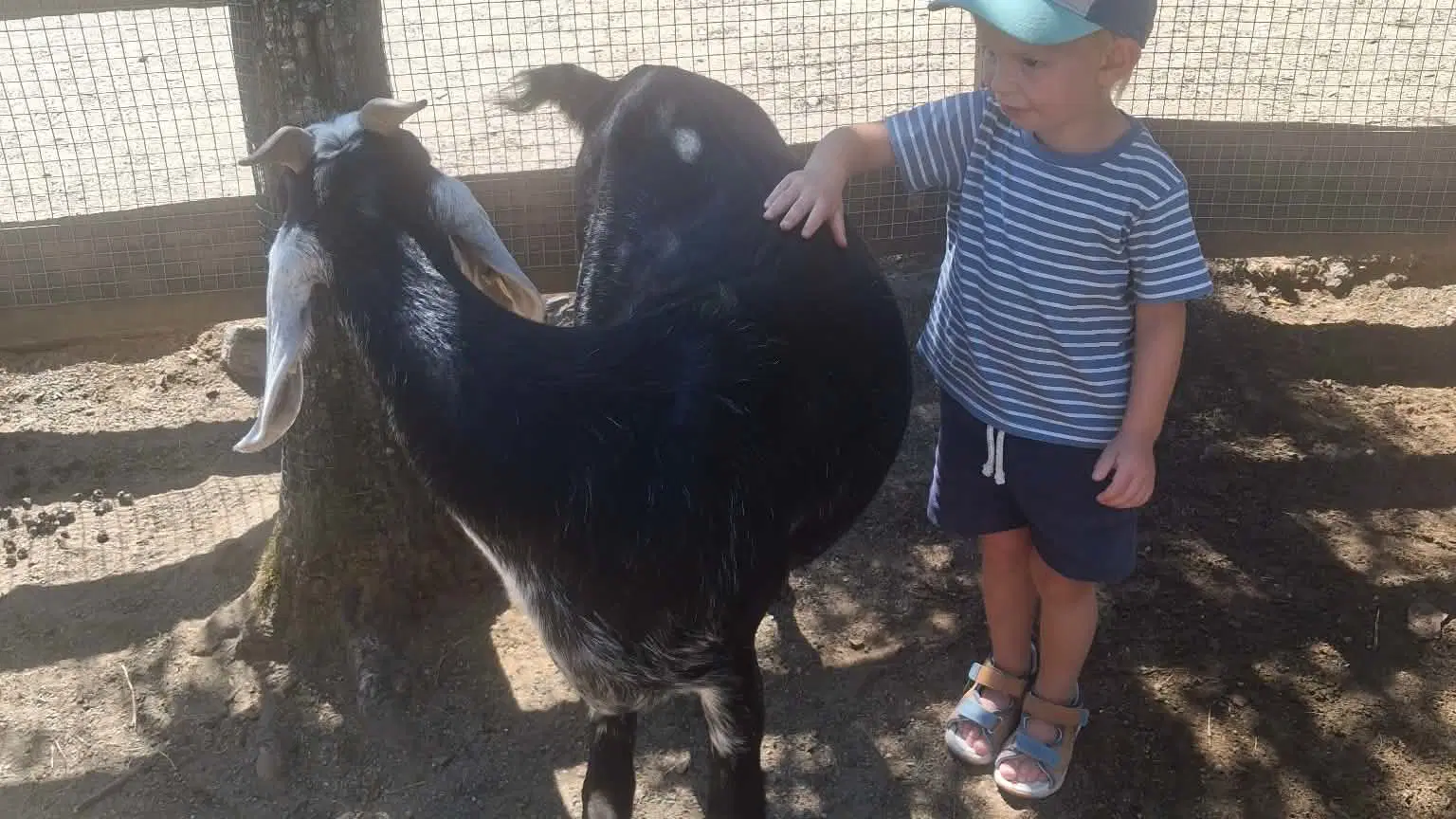 Farmapark u Toma – zoo a farmy, Ledce
