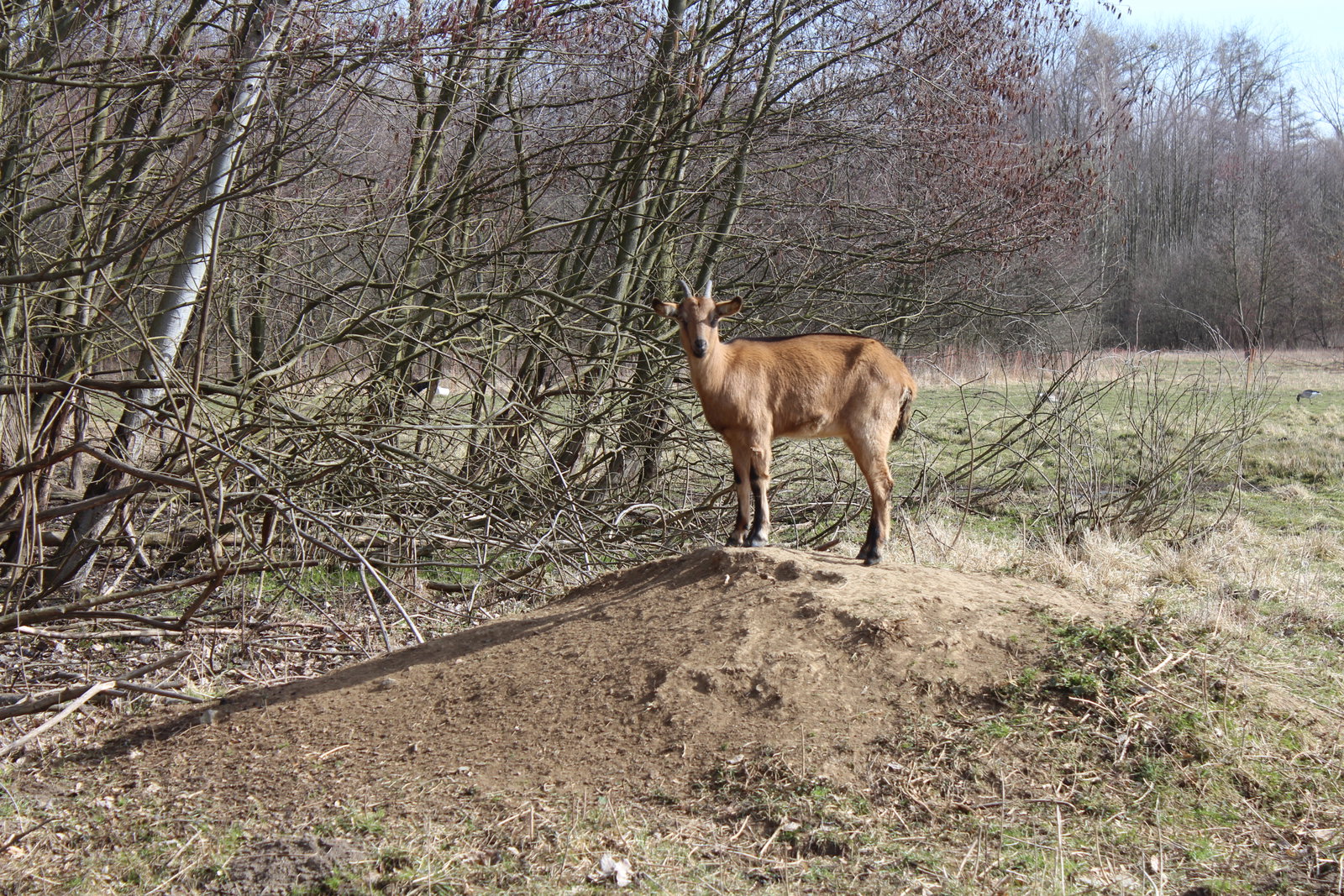 Dům přírody Litovelského Pomoraví – zážitkové areály, Horka nad Moravou – fotka 6