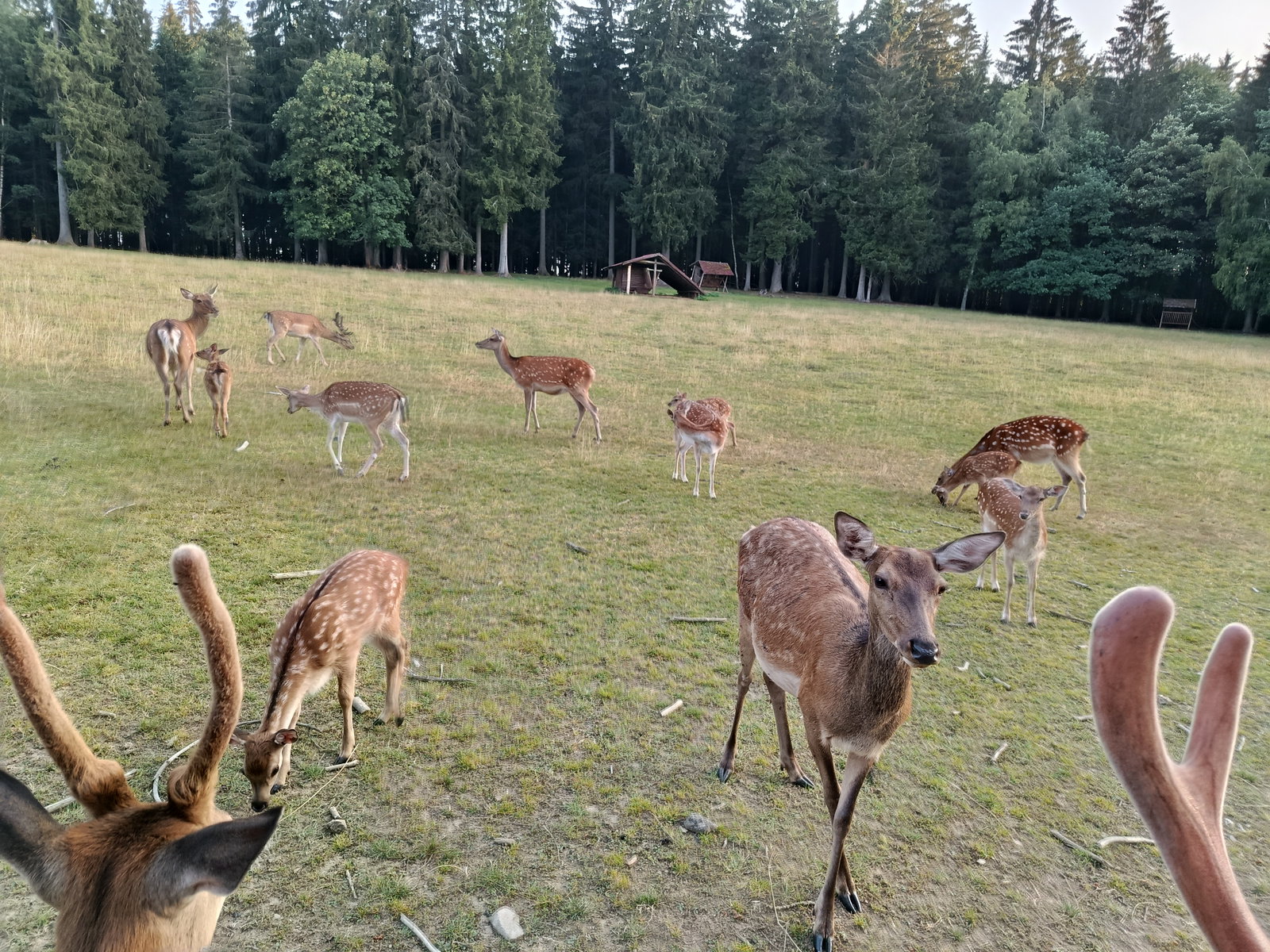 Obůrka Hvozd – zoo a farmy, Mariánské Lázně – fotka 2