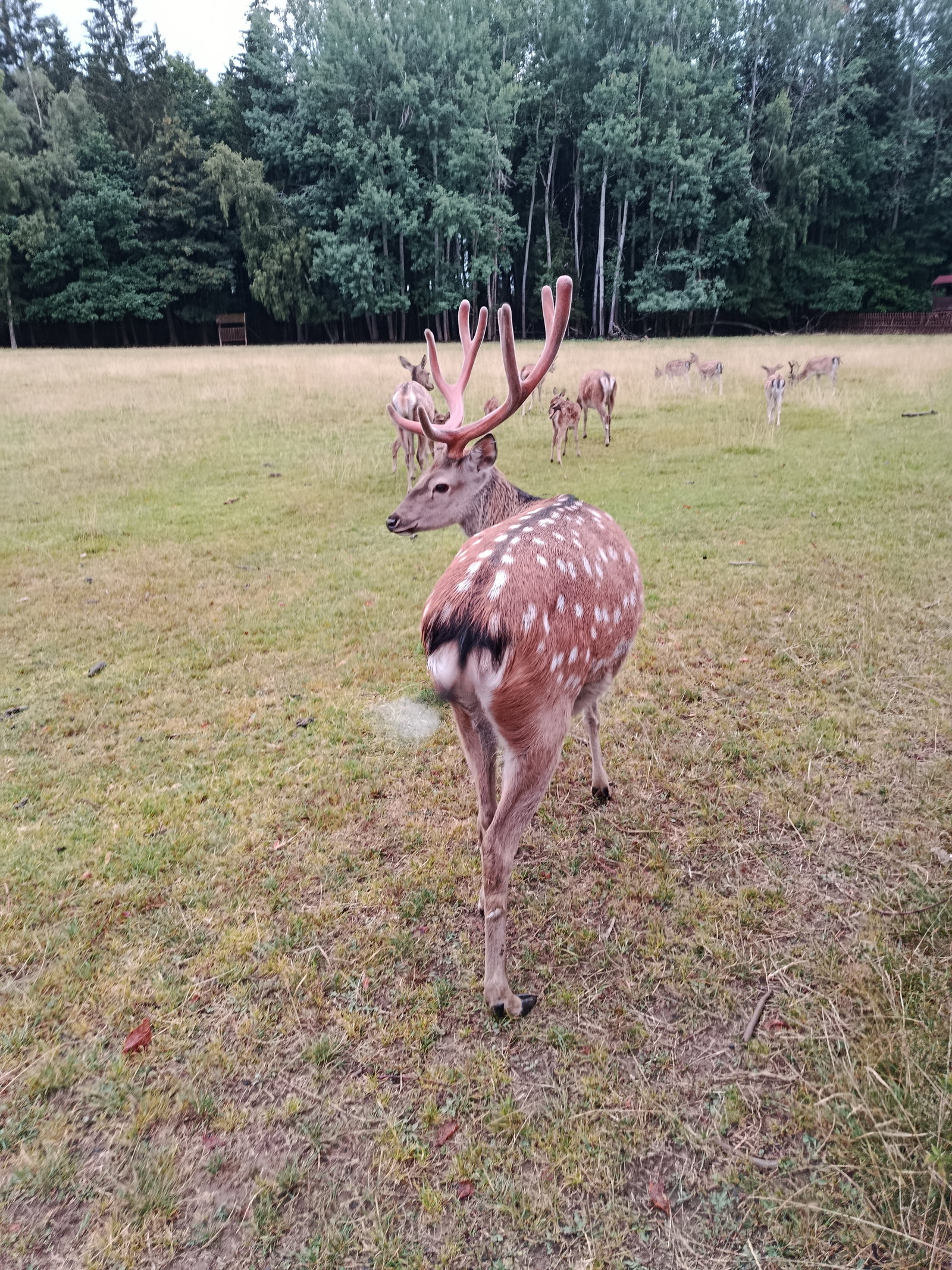 Obůrka Hvozd – zoo a farmy, Mariánské Lázně – fotka 3