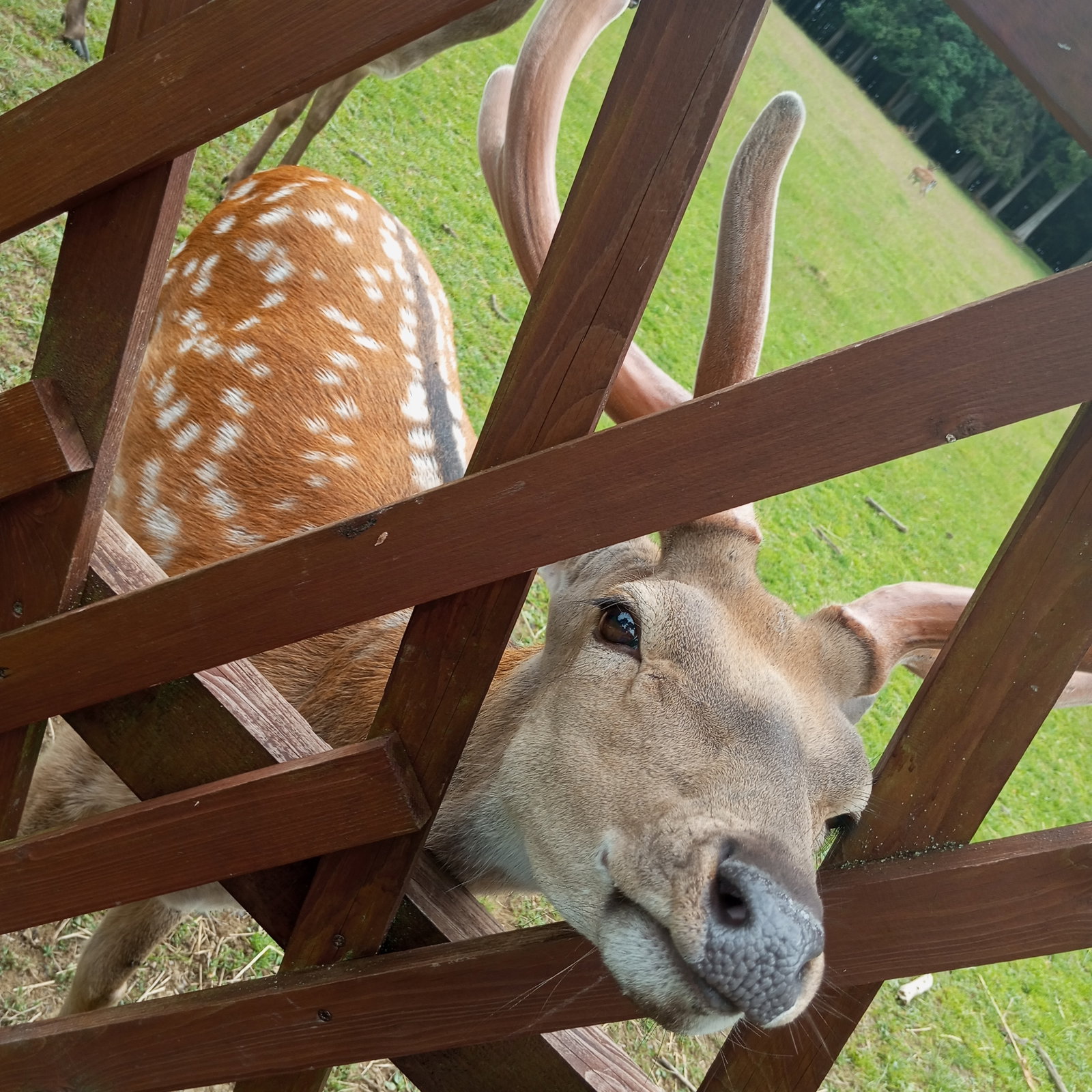 Obůrka Hvozd – zoo a farmy, Mariánské Lázně – fotka 4