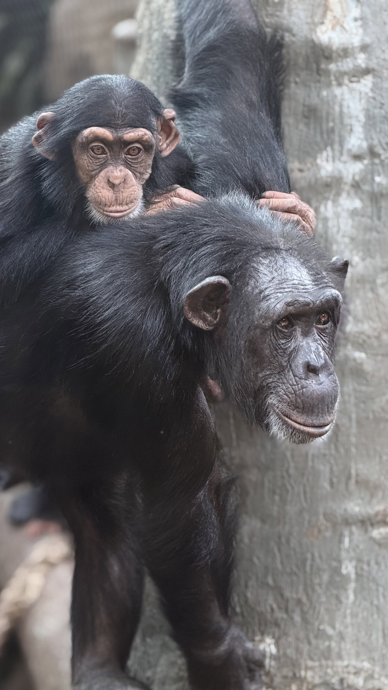 Zoo Ostrava – zoo a farmy, Ostrava – fotka 4