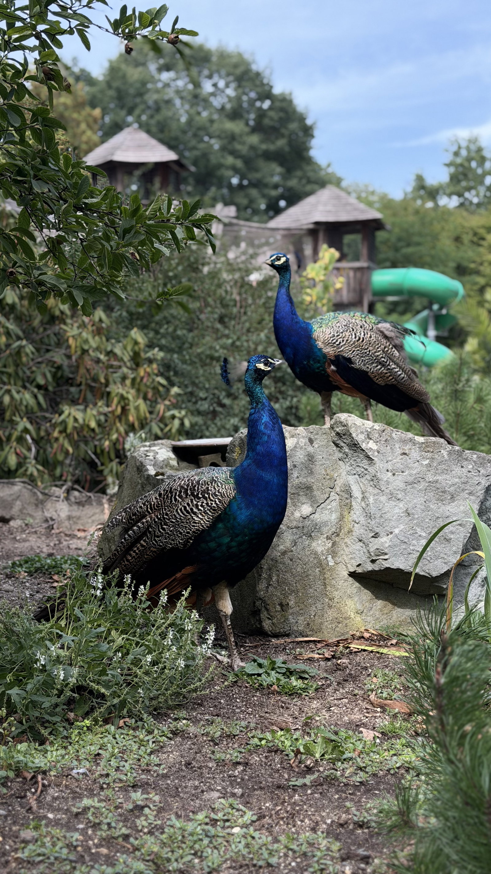 Zoo Ostrava – zoo a farmy, Ostrava – fotka 6