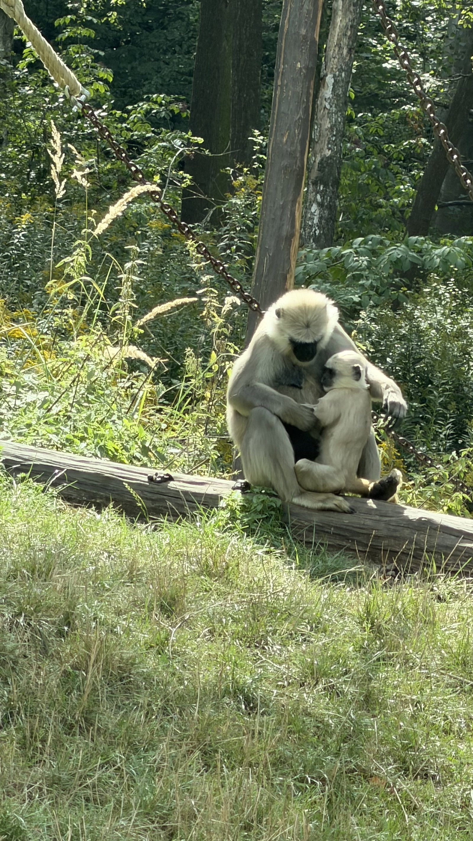 Zoo Ostrava – zoo a farmy, Ostrava – fotka 7