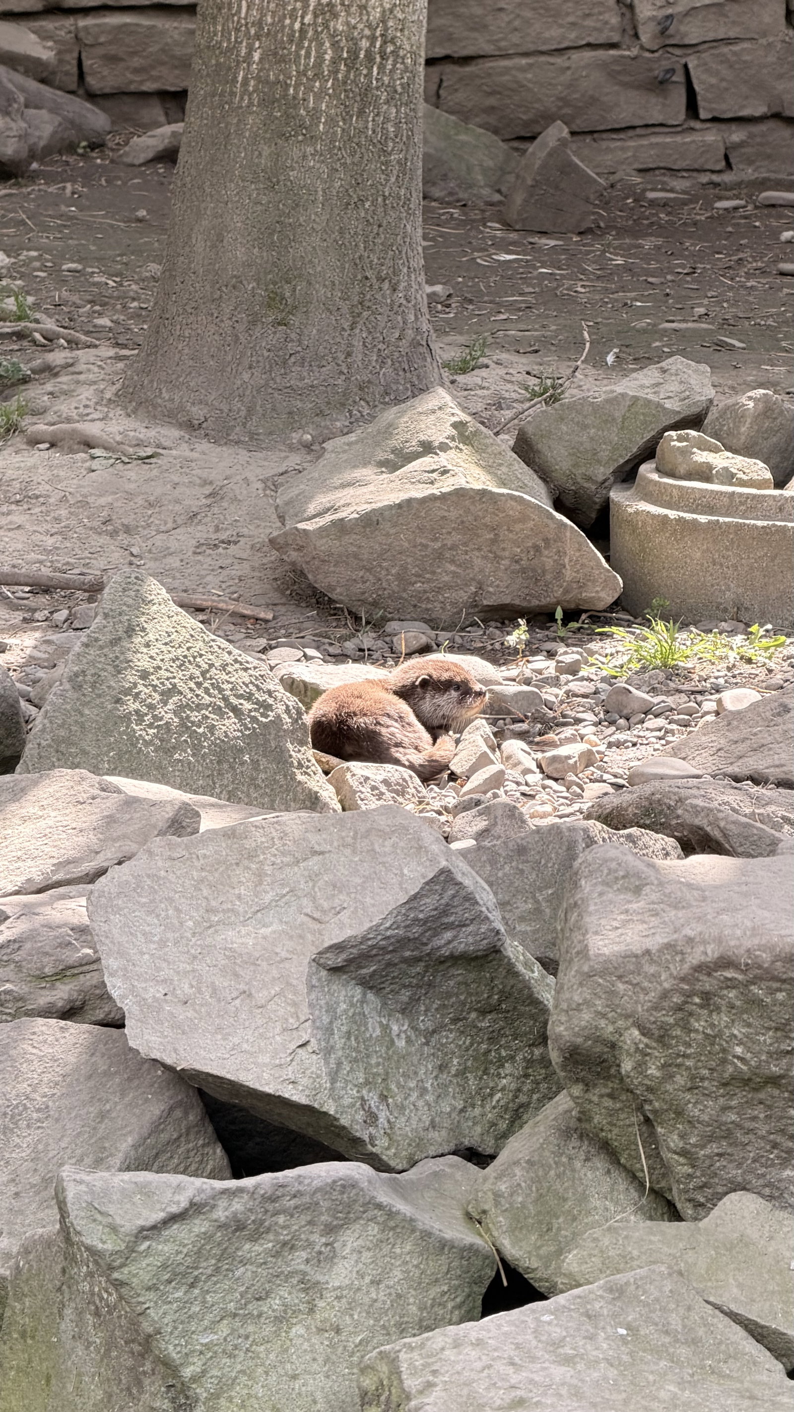 Zoo Ostrava – zoo a farmy, Ostrava – fotka 8