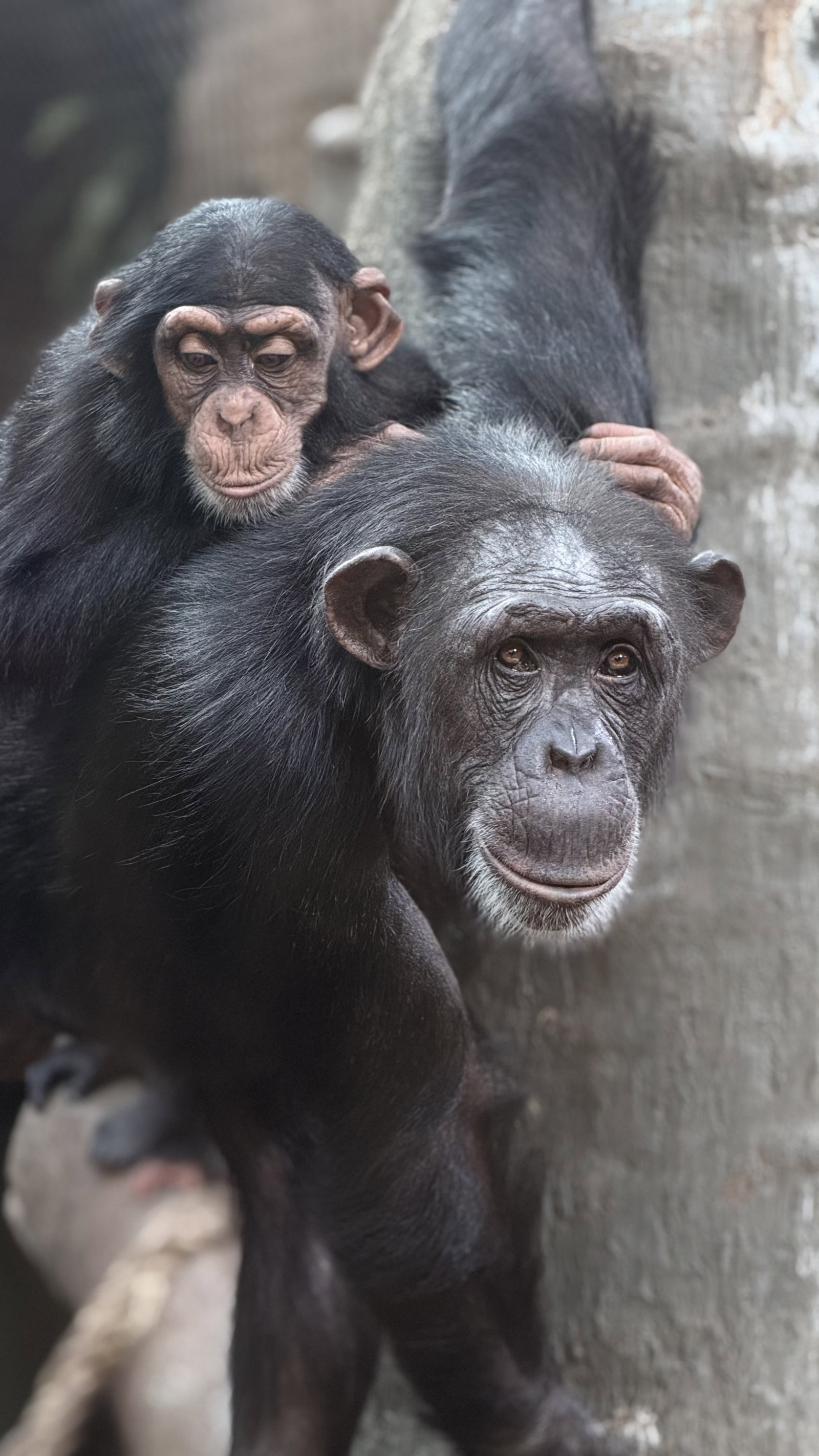 Zoo Ostrava – zoo a farmy, Ostrava – fotka 9