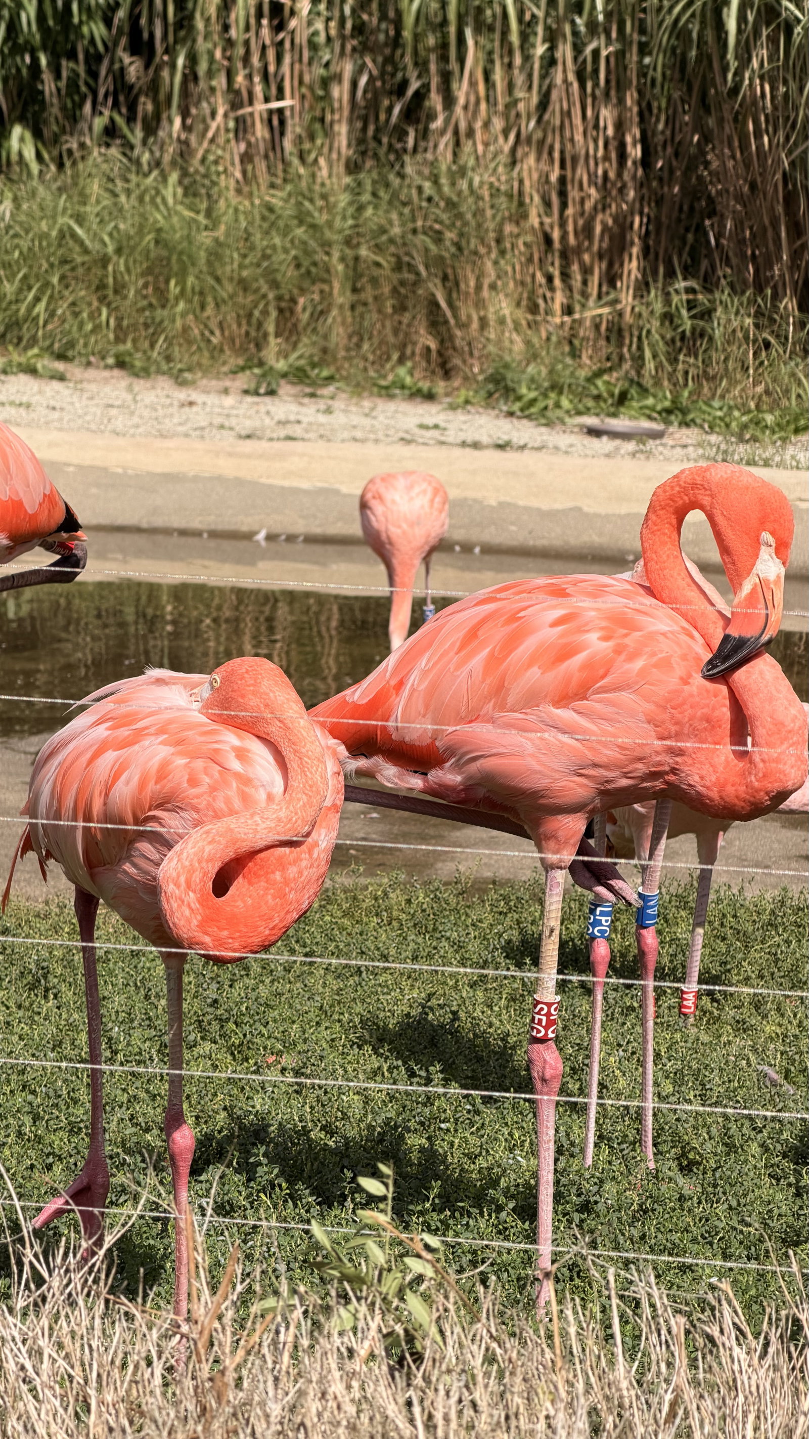 Zoo Ostrava – zoo a farmy, Ostrava – fotka 16
