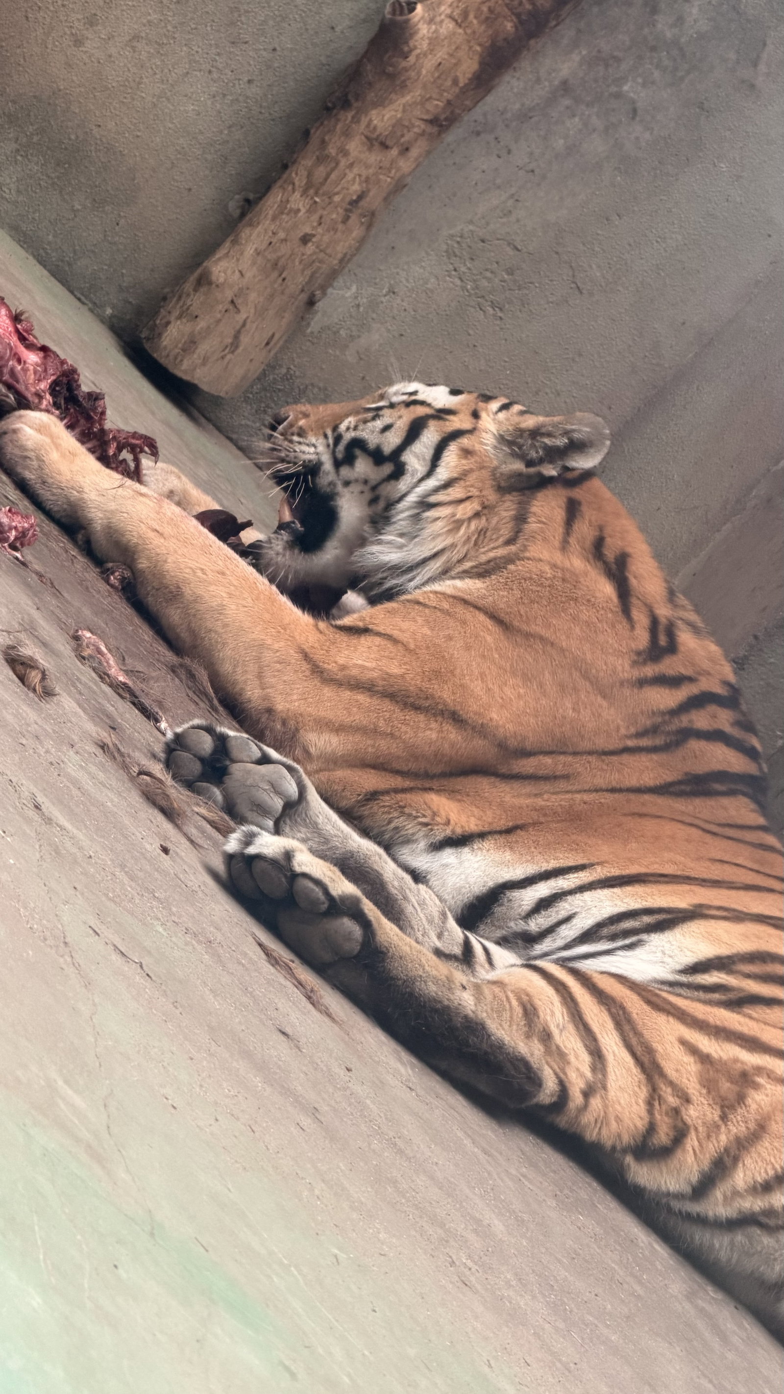 ZOO Olomouc – zoo a farmy, Olomouc – fotka 2