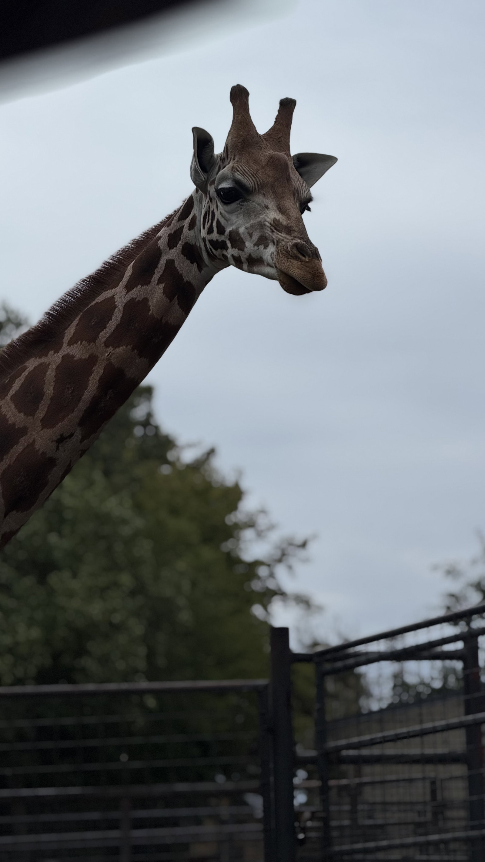 ZOO Olomouc – zoo a farmy, Olomouc – fotka 3