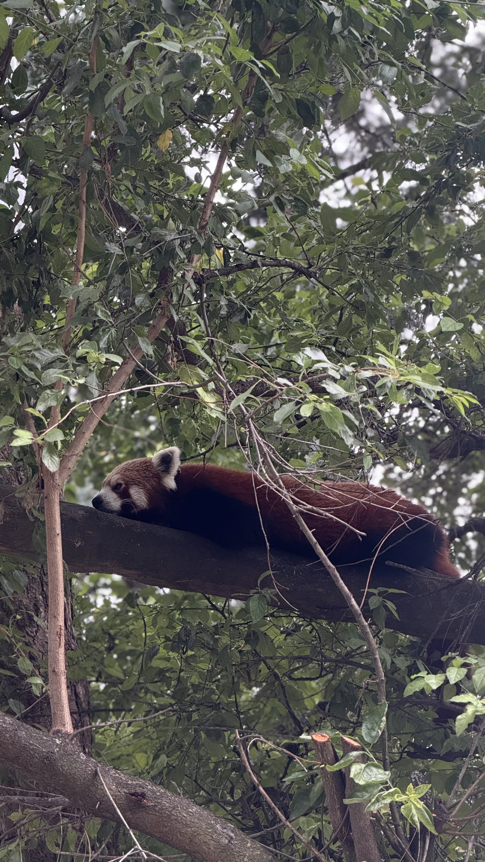 ZOO Olomouc – zoo a farmy, Olomouc – fotka 5