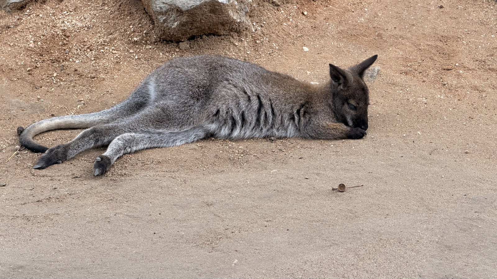 Zoo Hodonín – zoo a farmy, Hodonín – fotka 2