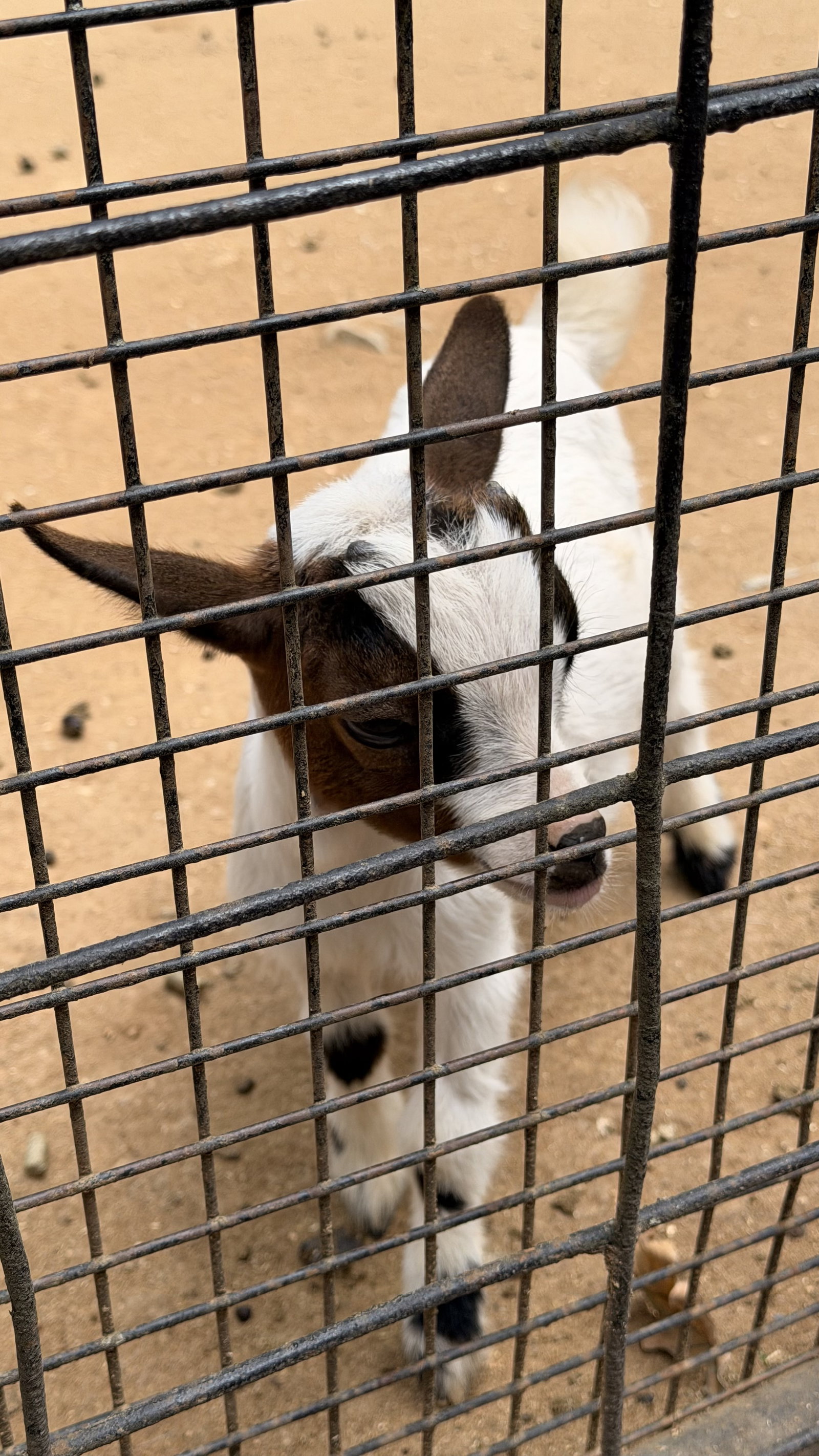 Zoo Hodonín – zoo a farmy, Hodonín – fotka 3