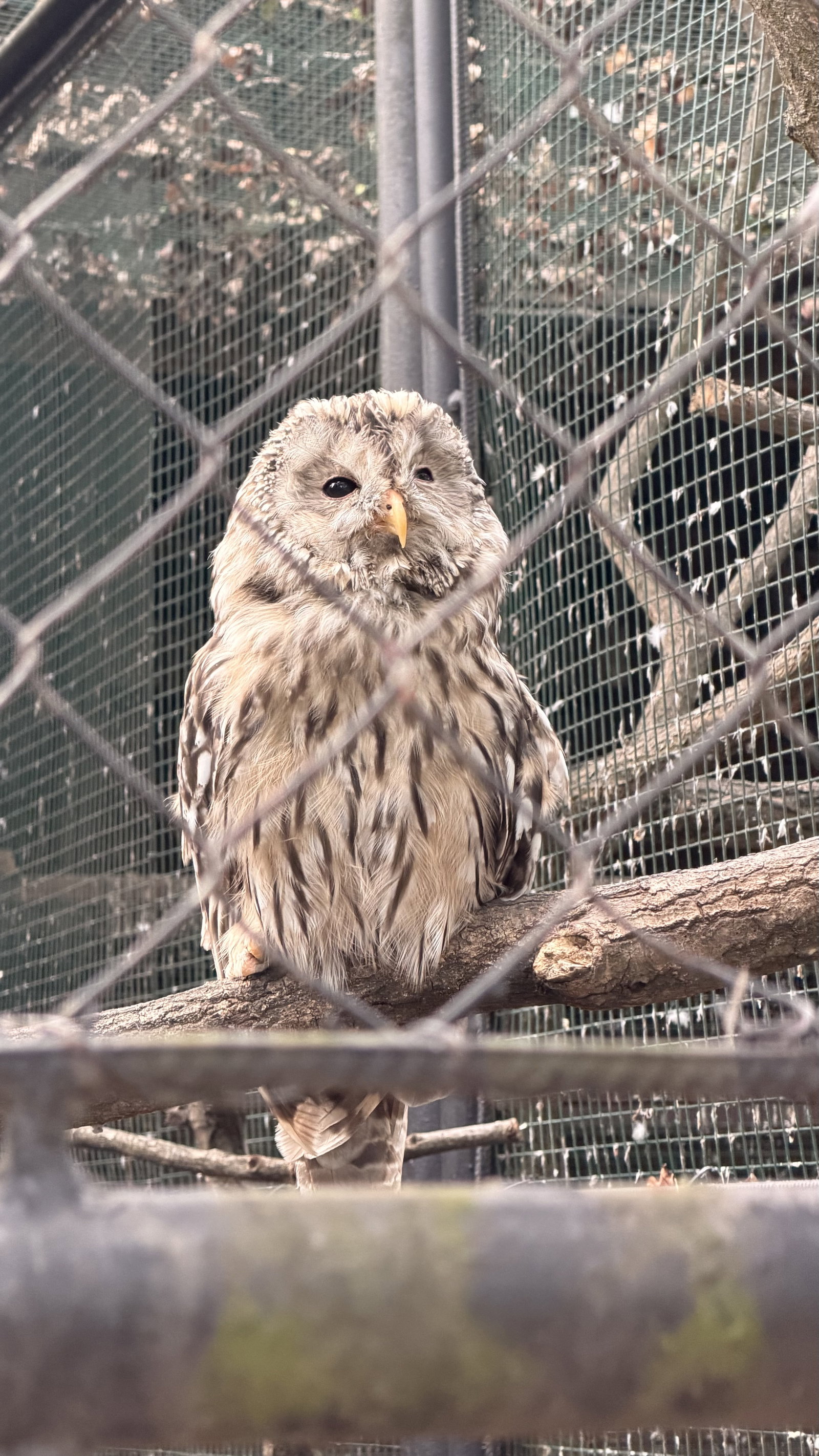 Zoo Hodonín – zoo a farmy, Hodonín – fotka 4