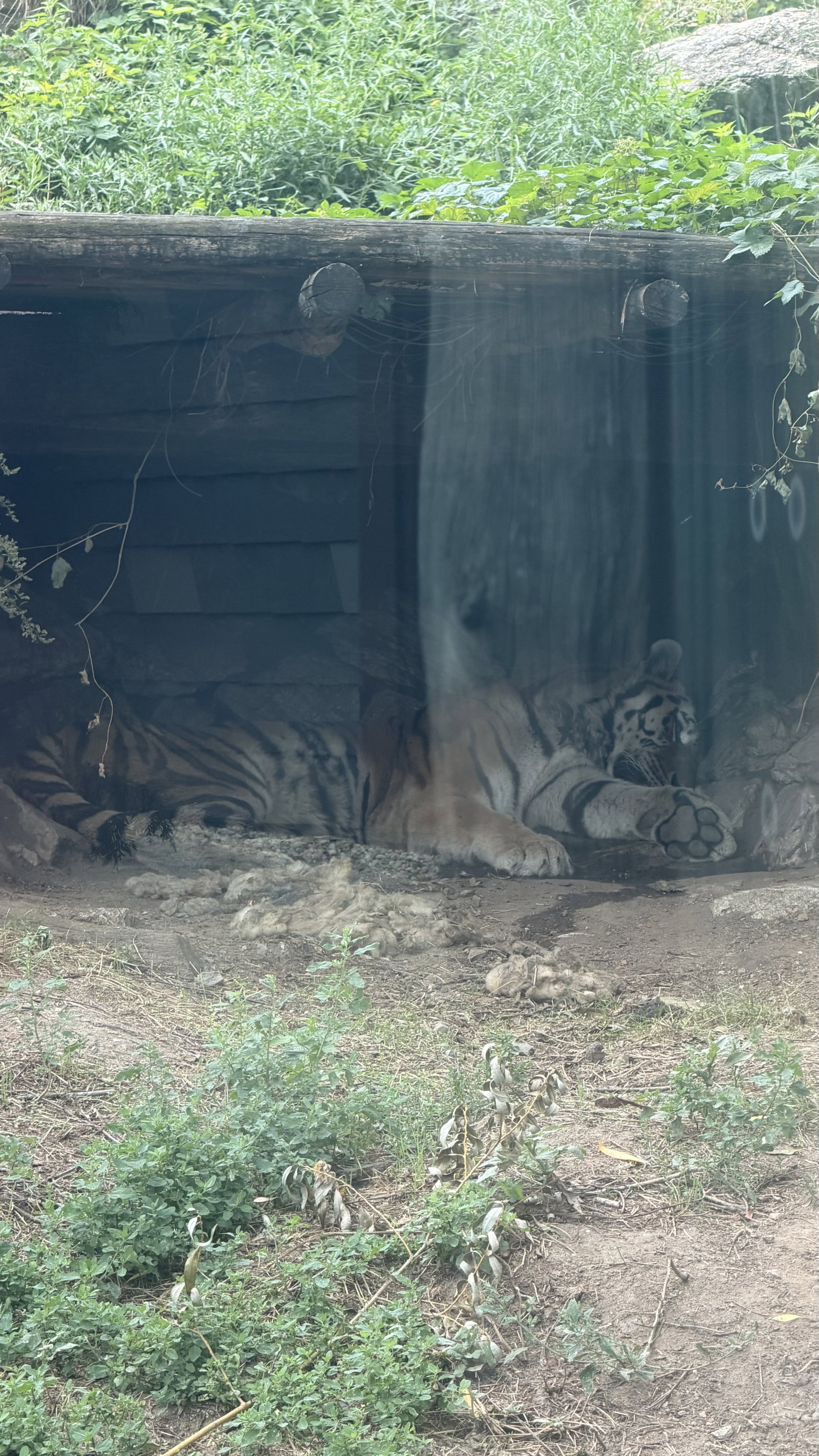 Zoo Hodonín – zoo a farmy, Hodonín – fotka 6