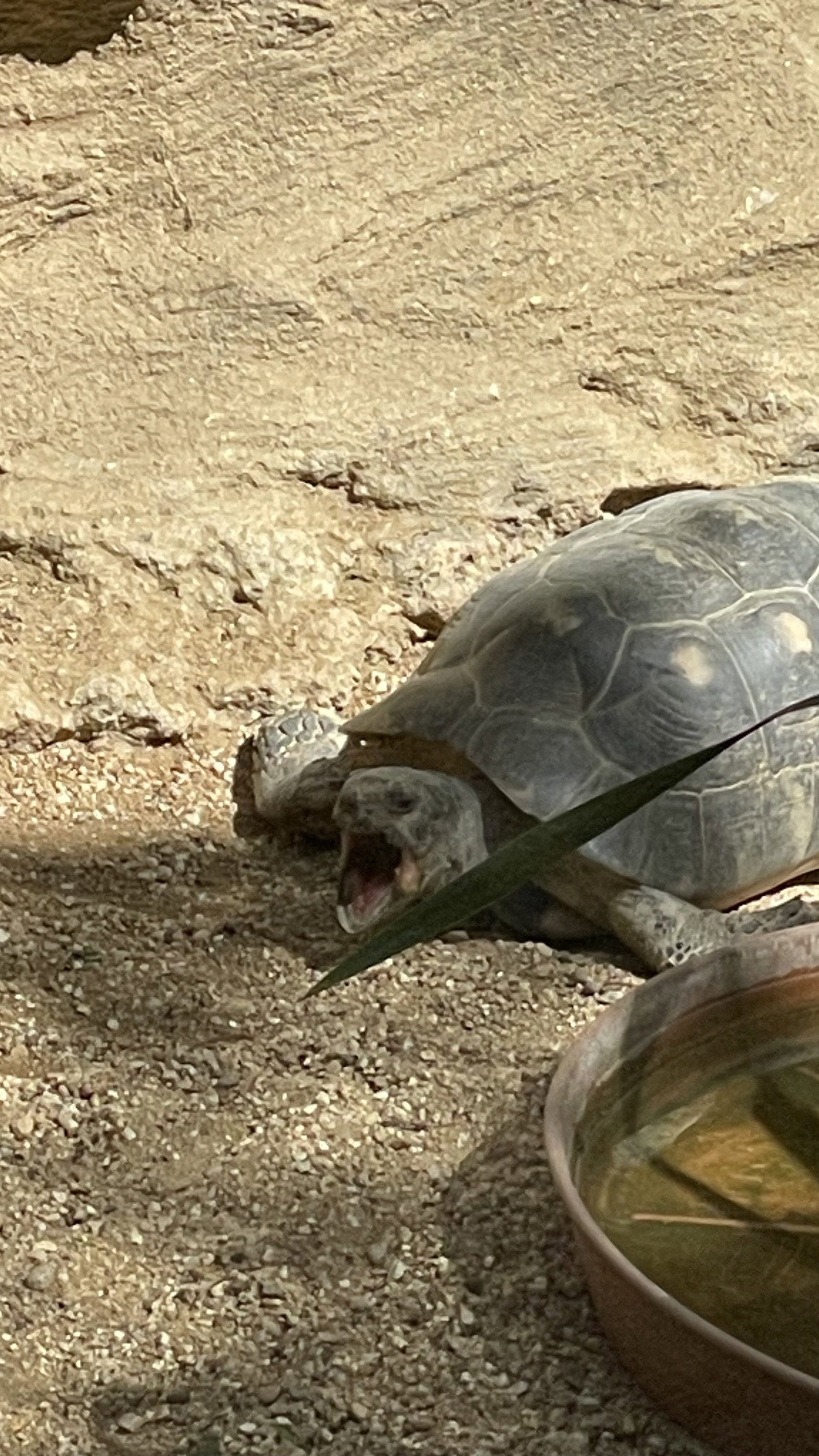 Zoo Hodonín – zoo a farmy, Hodonín – fotka 8