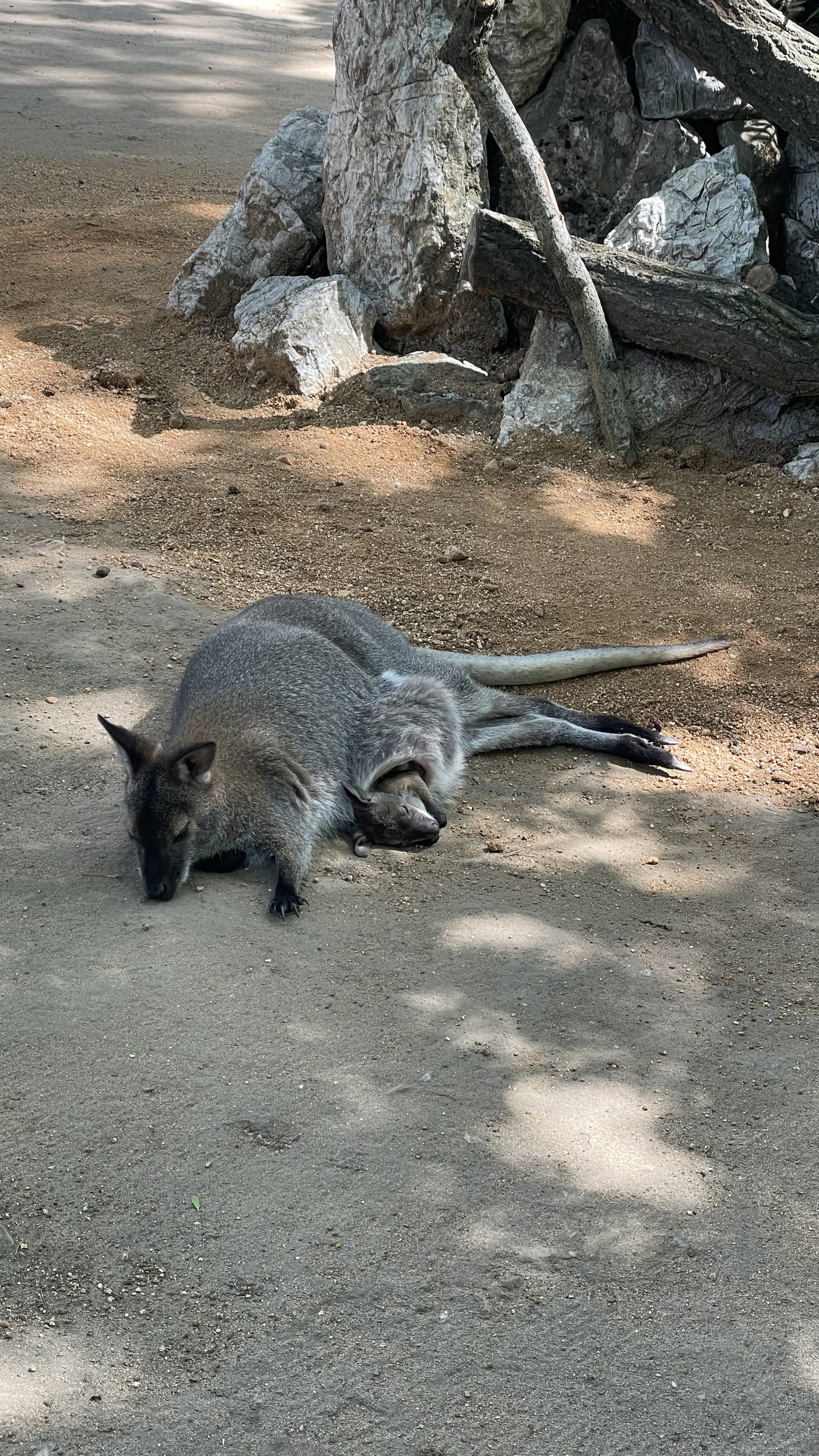 Zoo Hodonín – zoo a farmy, Hodonín – fotka 10