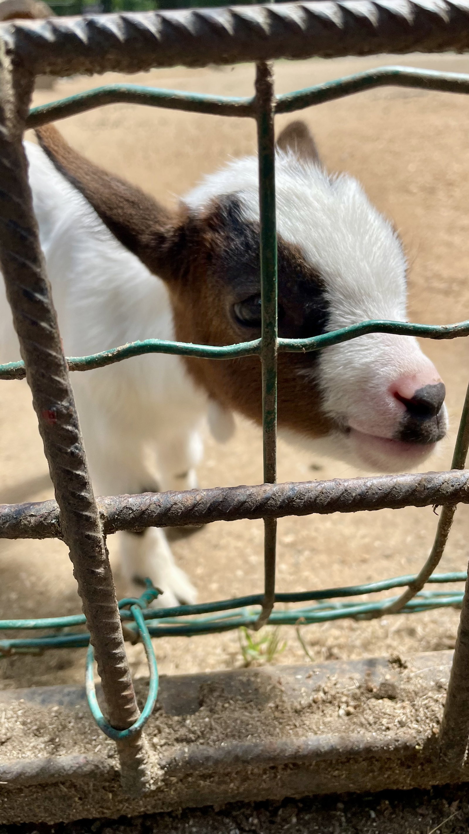Zoo Hodonín – zoo a farmy, Hodonín – fotka 12