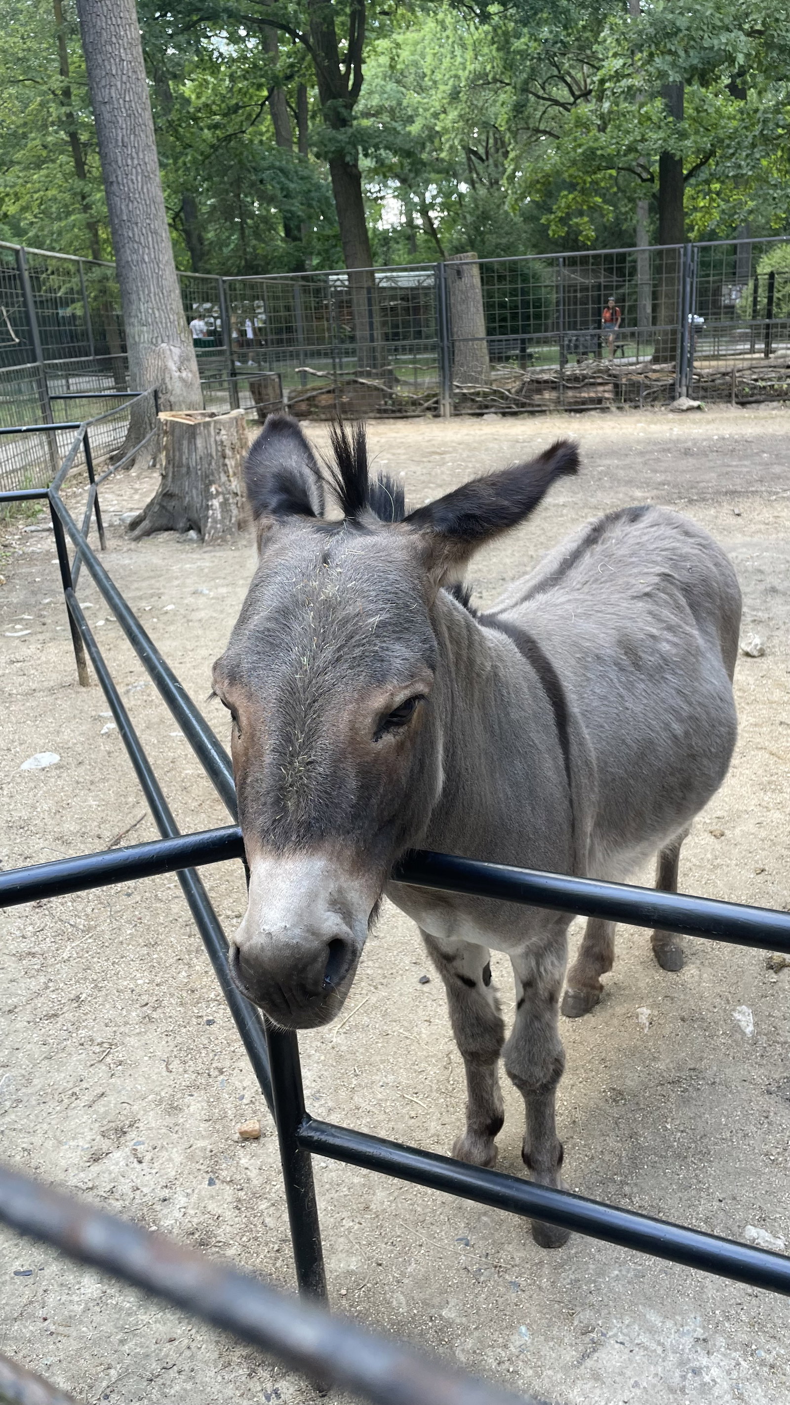 Zoo Hodonín – zoo a farmy, Hodonín – fotka 13