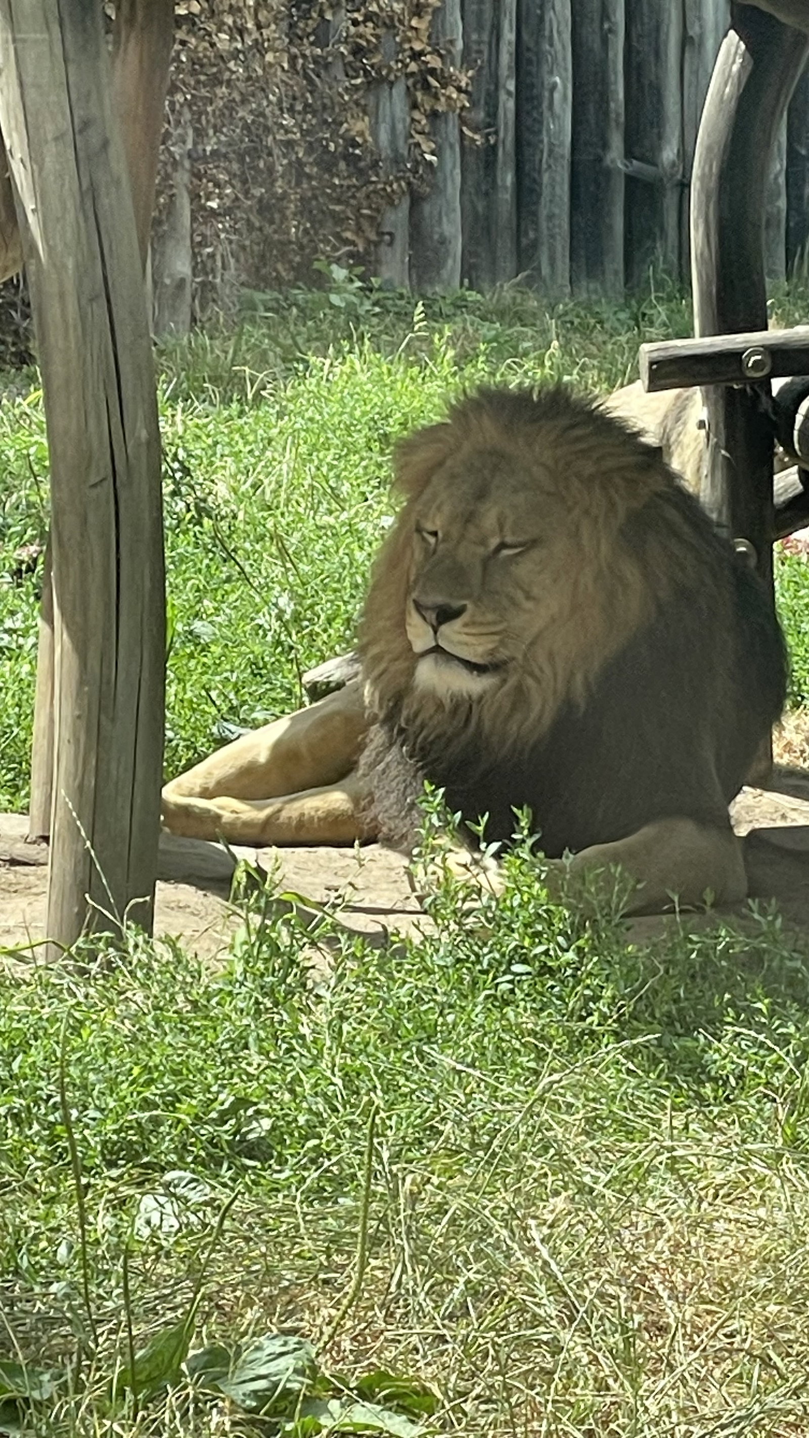 Zoo Hodonín – zoo a farmy, Hodonín – fotka 14