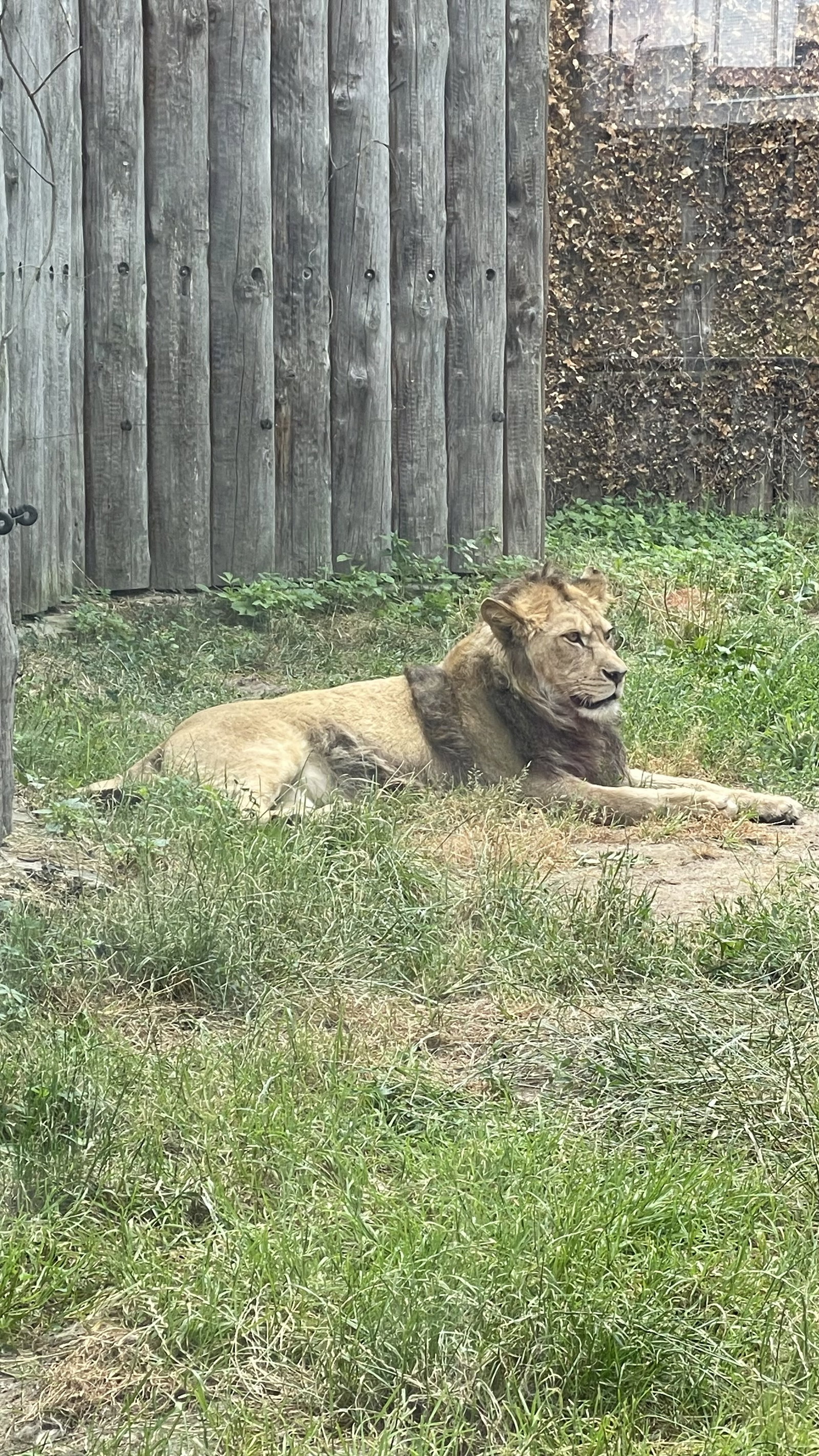 Zoo Hodonín – zoo a farmy, Hodonín – fotka 15