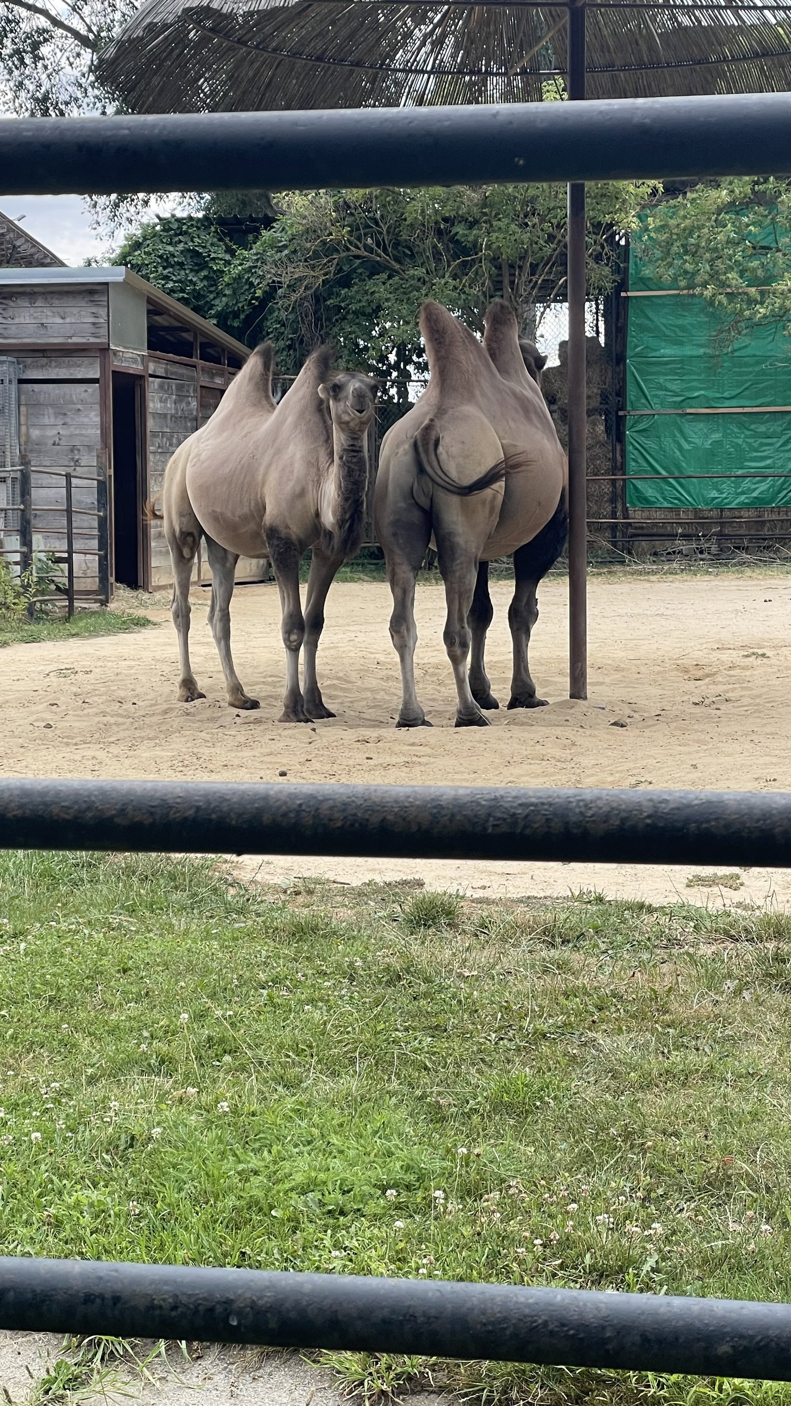 Zoo Hodonín – zoo a farmy, Hodonín – fotka 16