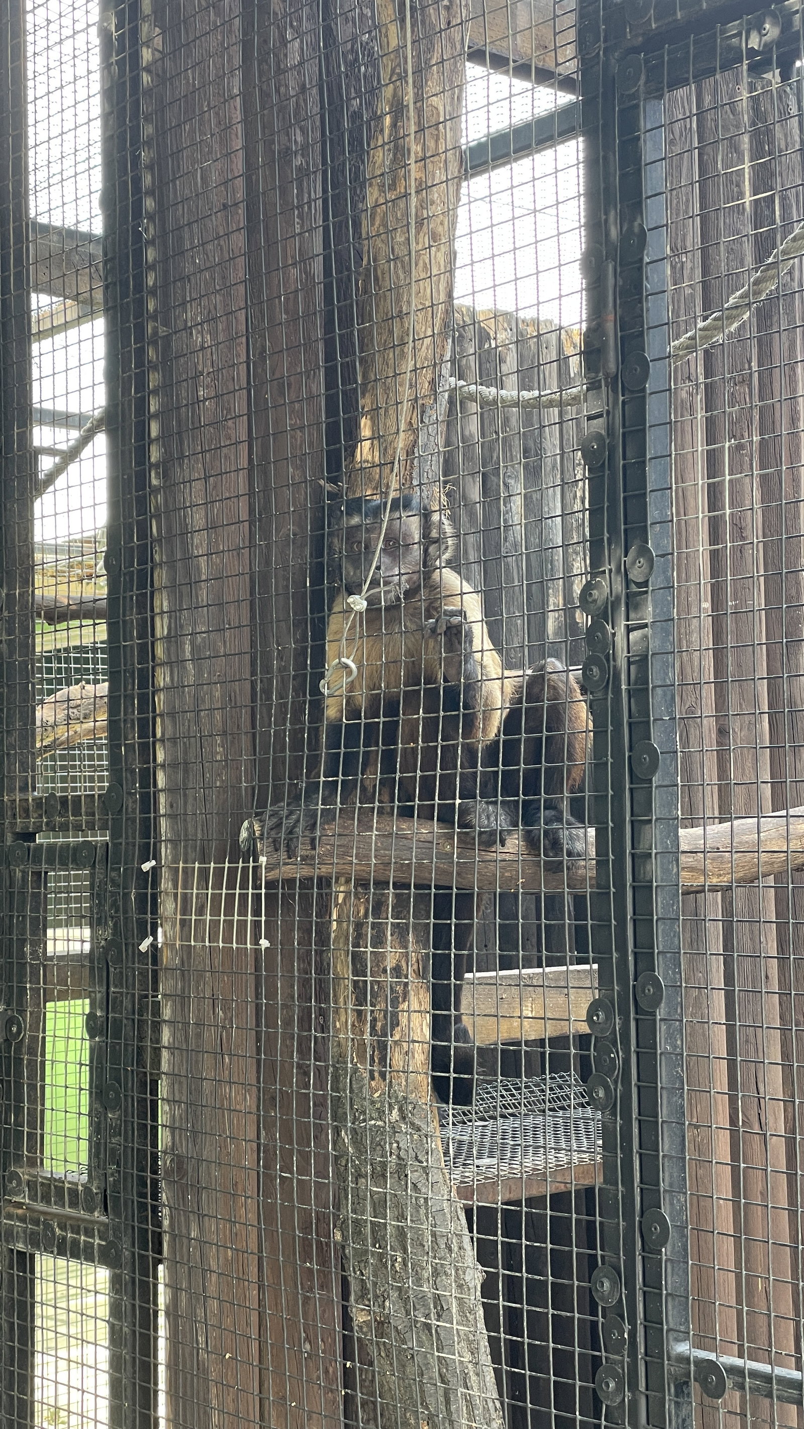 ZOO Sedlec – zoo a farmy, Sedlec – fotka 5