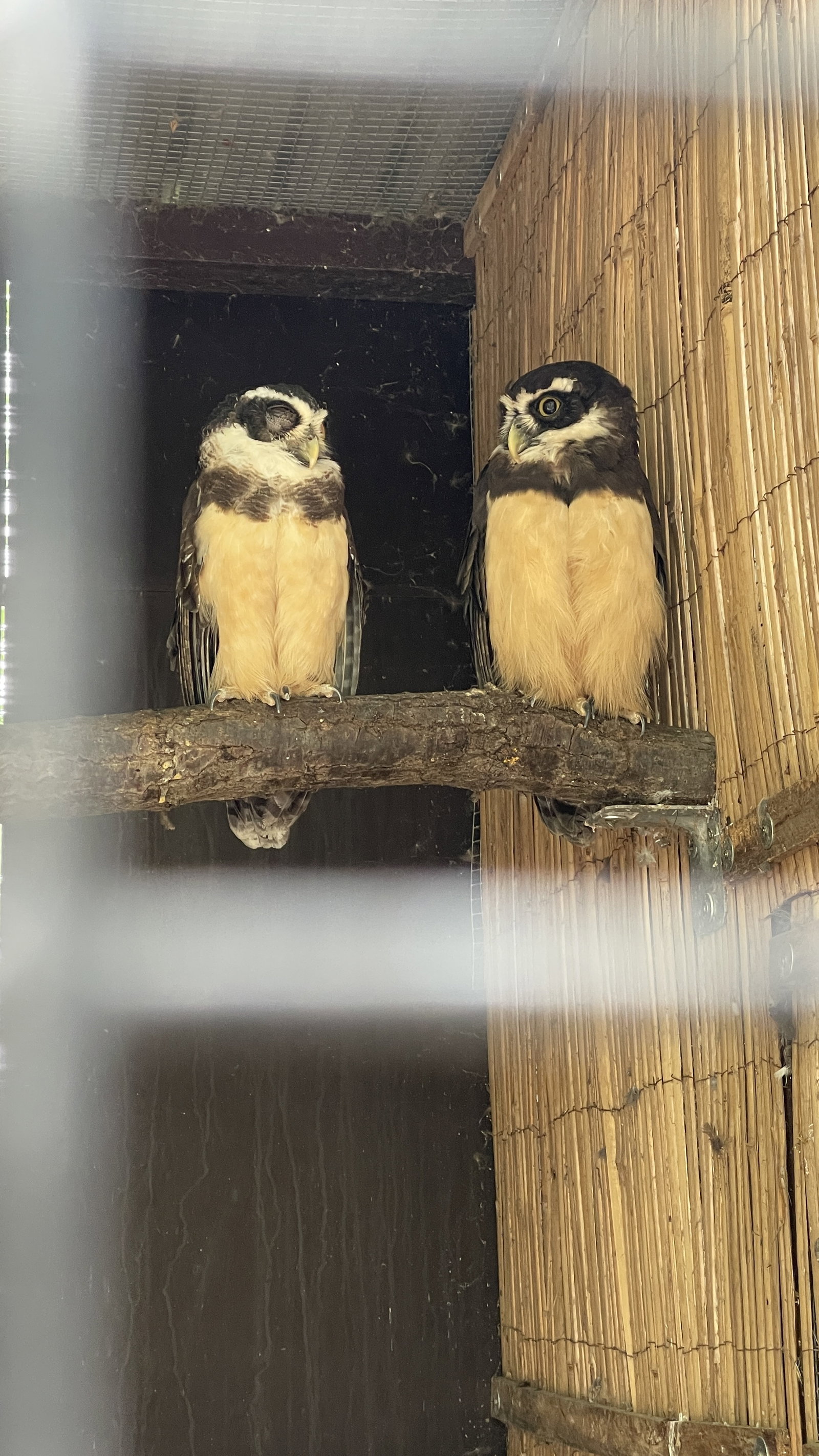 ZOO Sedlec – zoo a farmy, Sedlec – fotka 9