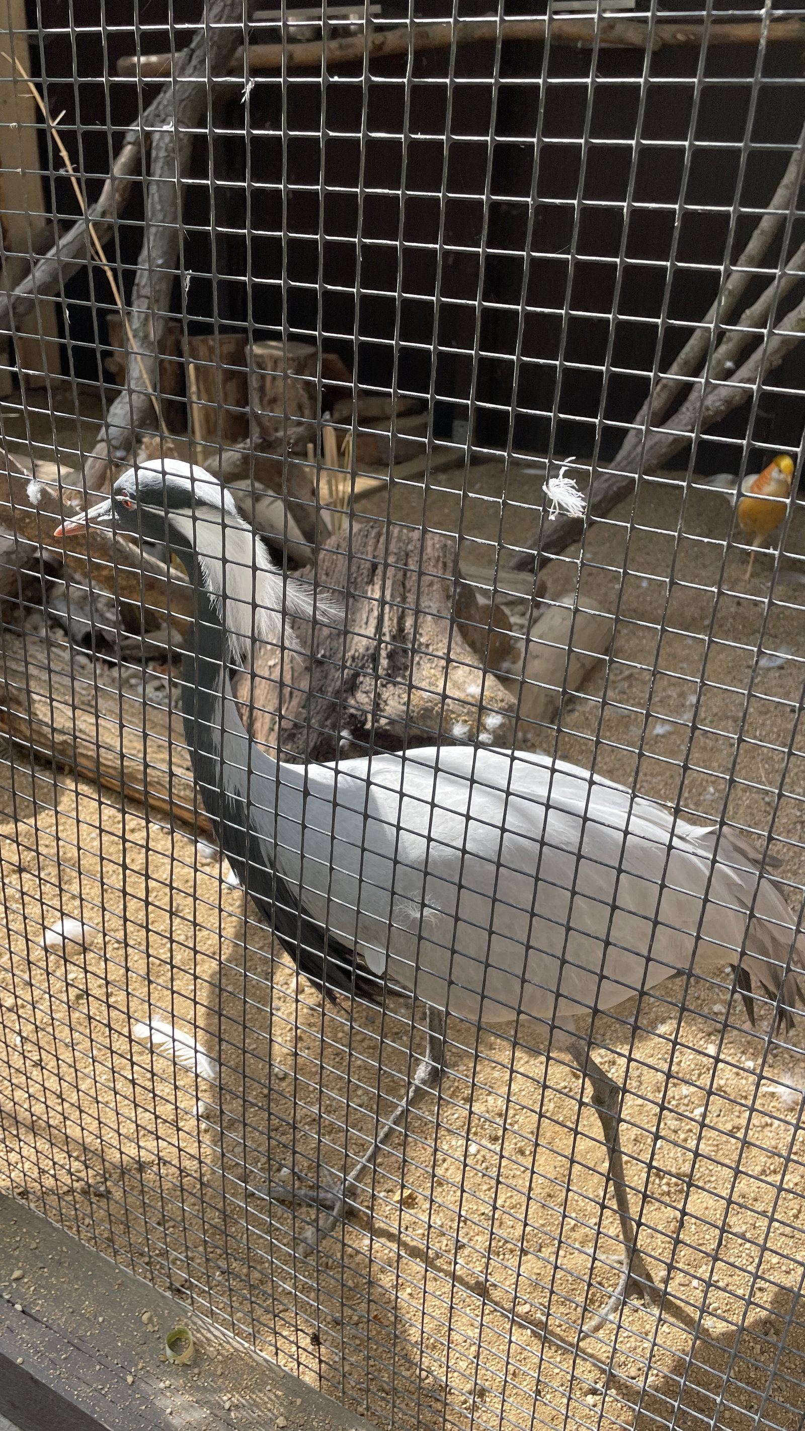 ZOO Sedlec – zoo a farmy, Sedlec – fotka 10