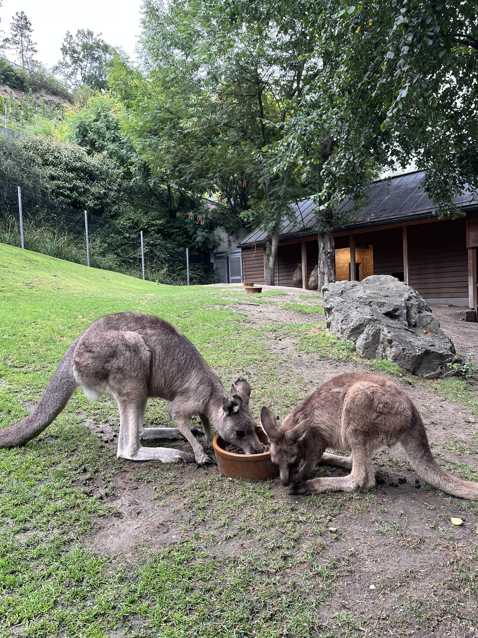 Zoo Praha – zoo a farmy, Praha – fotka 2