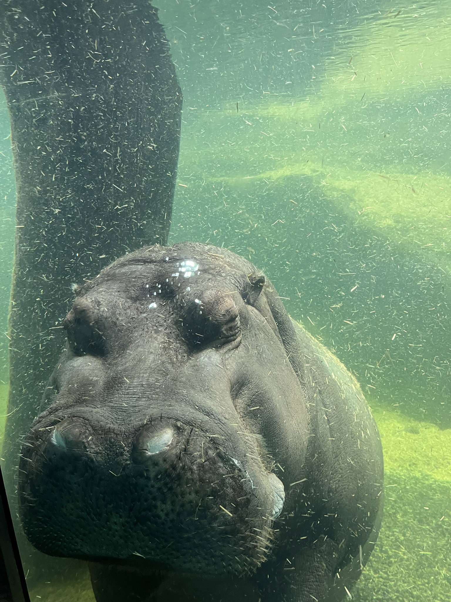 Zoo Praha – zoo a farmy, Praha – fotka 6