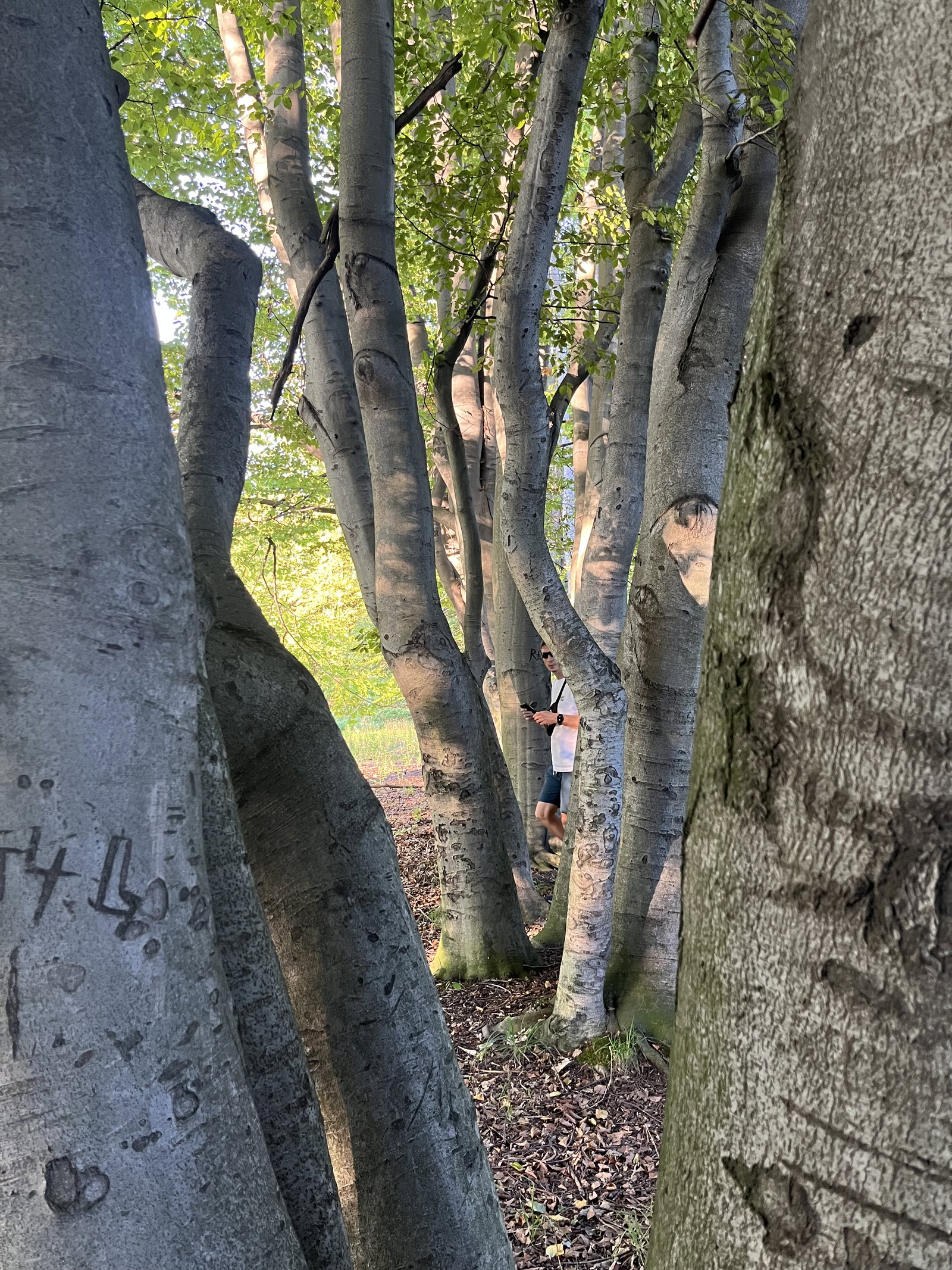 Park Lázně Darkov – příroda, Karviná – fotka 4