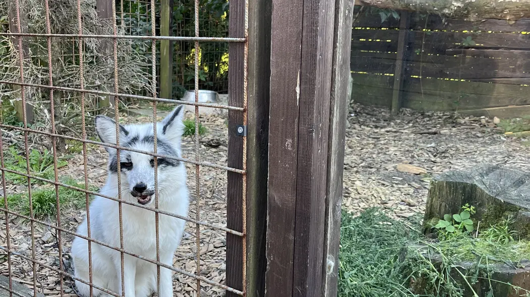 MiniZOO Vendryně – zoo a farmy, Vendryně