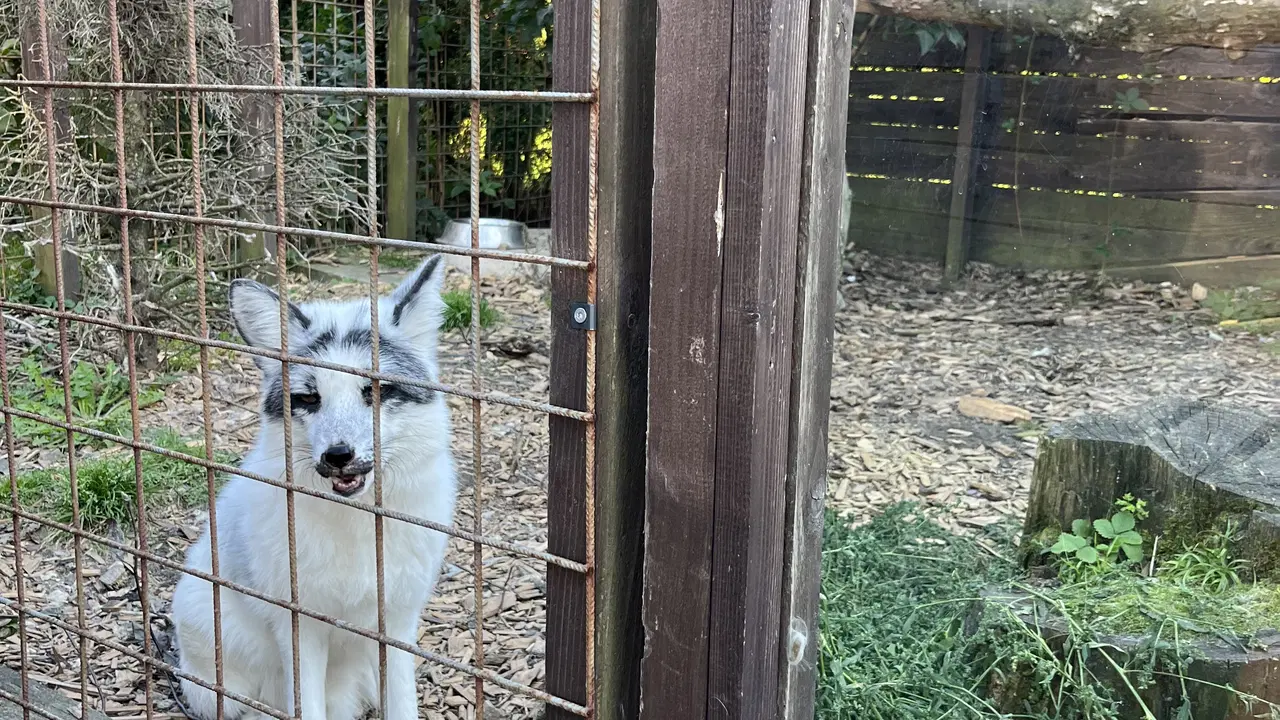 MiniZOO Vendryně – zoo a farmy, Vendryně