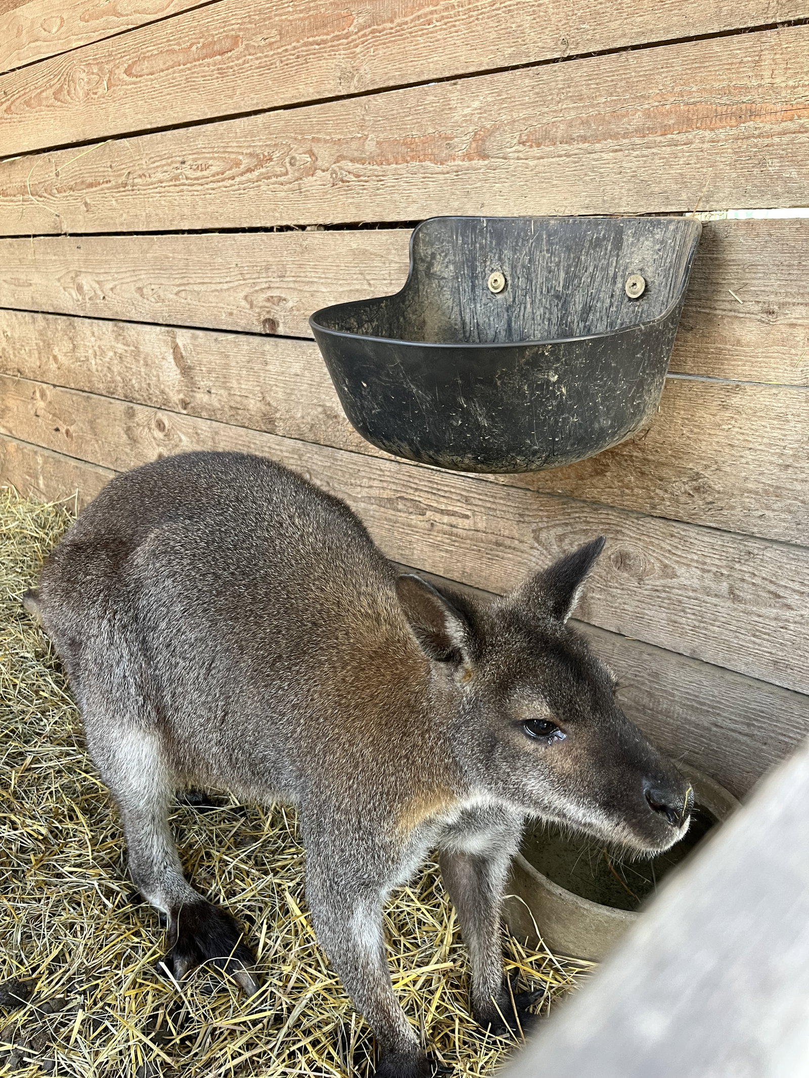 MiniZOO Vendryně – zoo a farmy, Vendryně – fotka 4