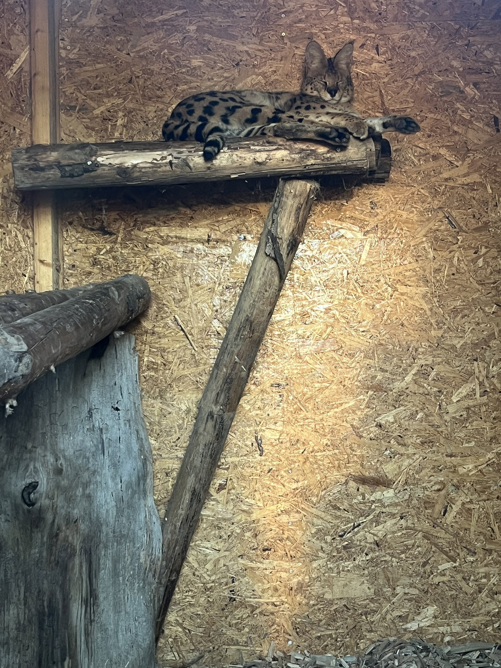 MiniZOO Vendryně – zoo a farmy, Vendryně – fotka 7