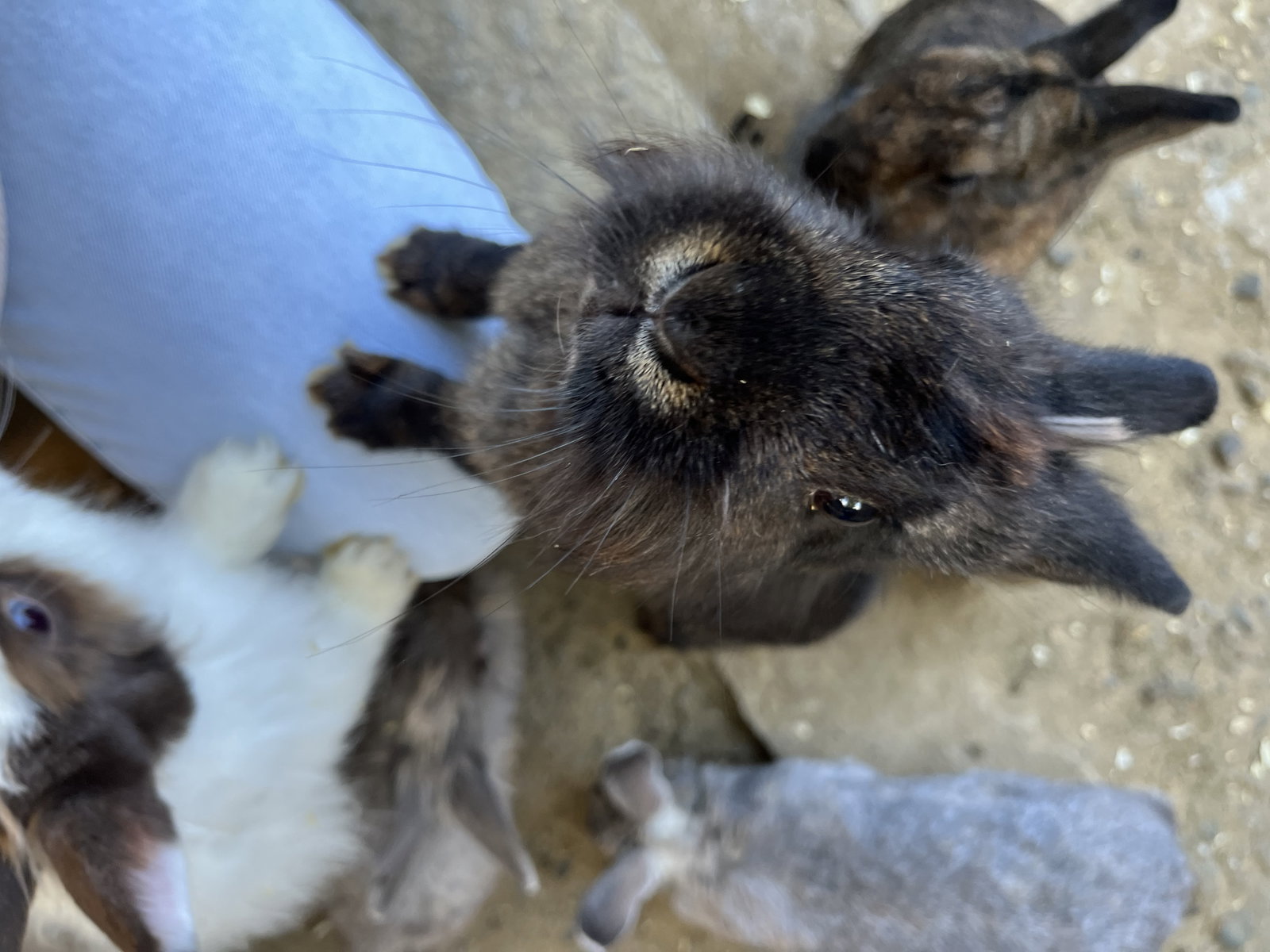 MiniZOO Vendryně – zoo a farmy, Vendryně – fotka 10